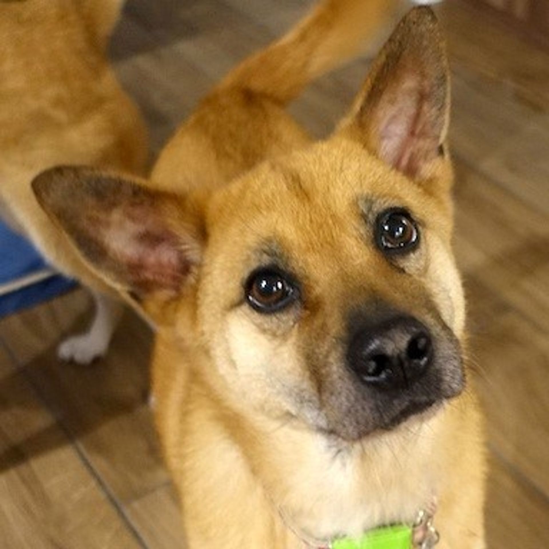 雑種（ミックス犬）・メスの里親募集の写真