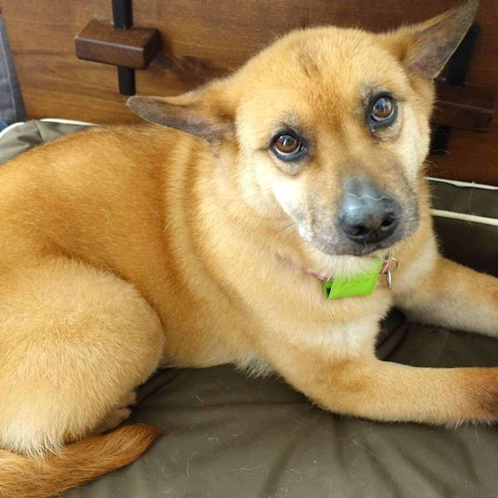 pet-image-4