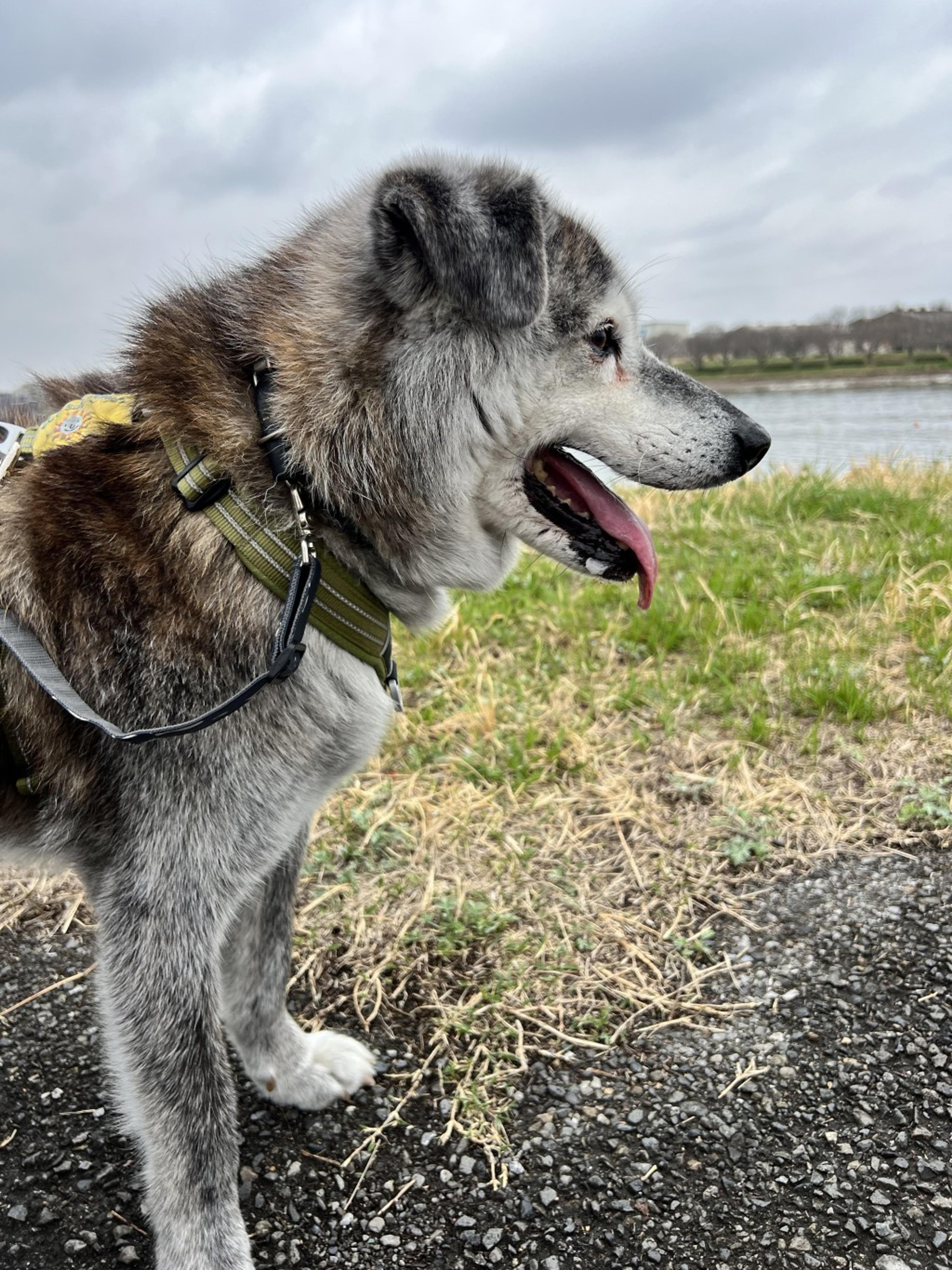 pet-image-7
