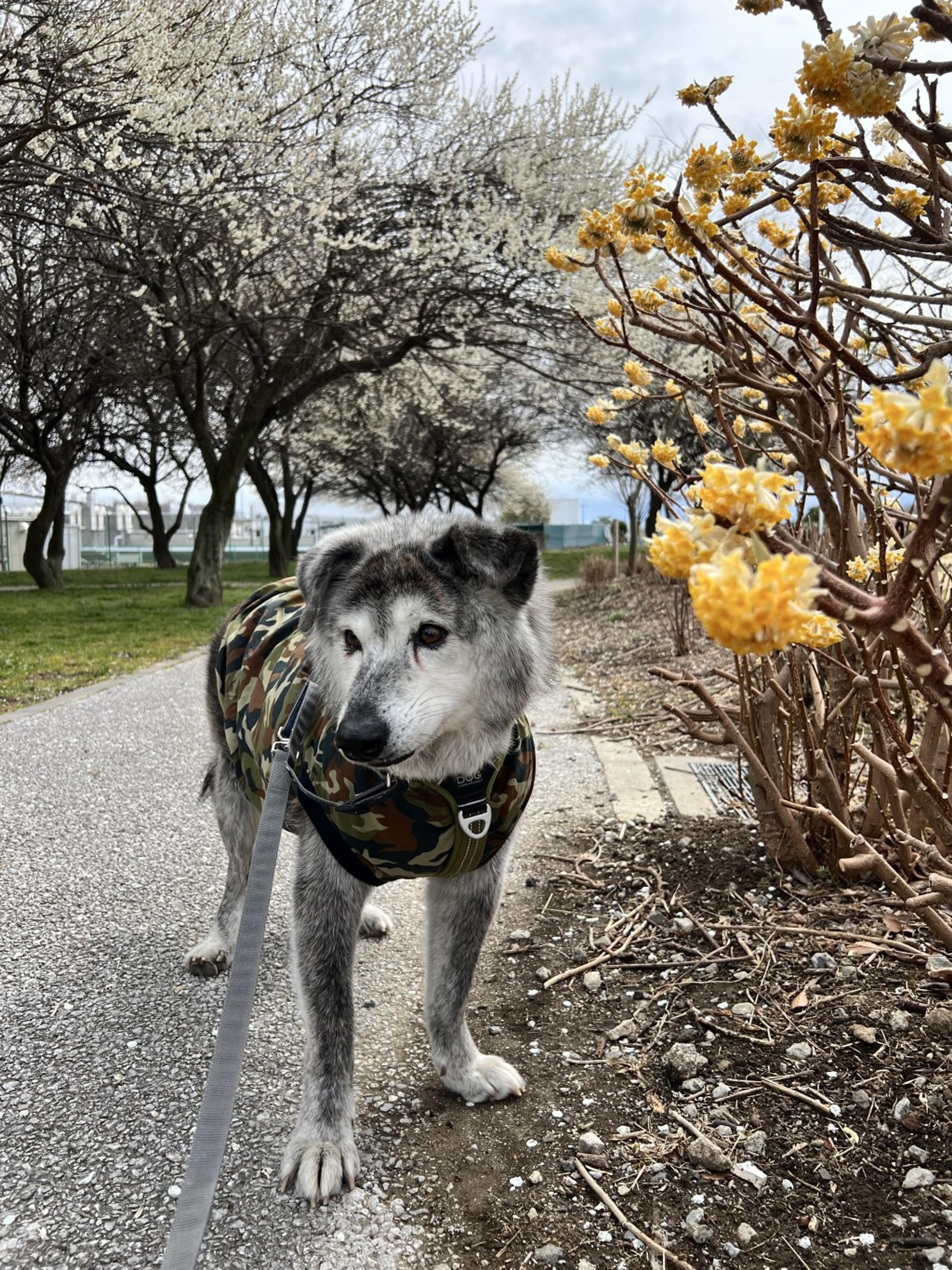 pet-image-8