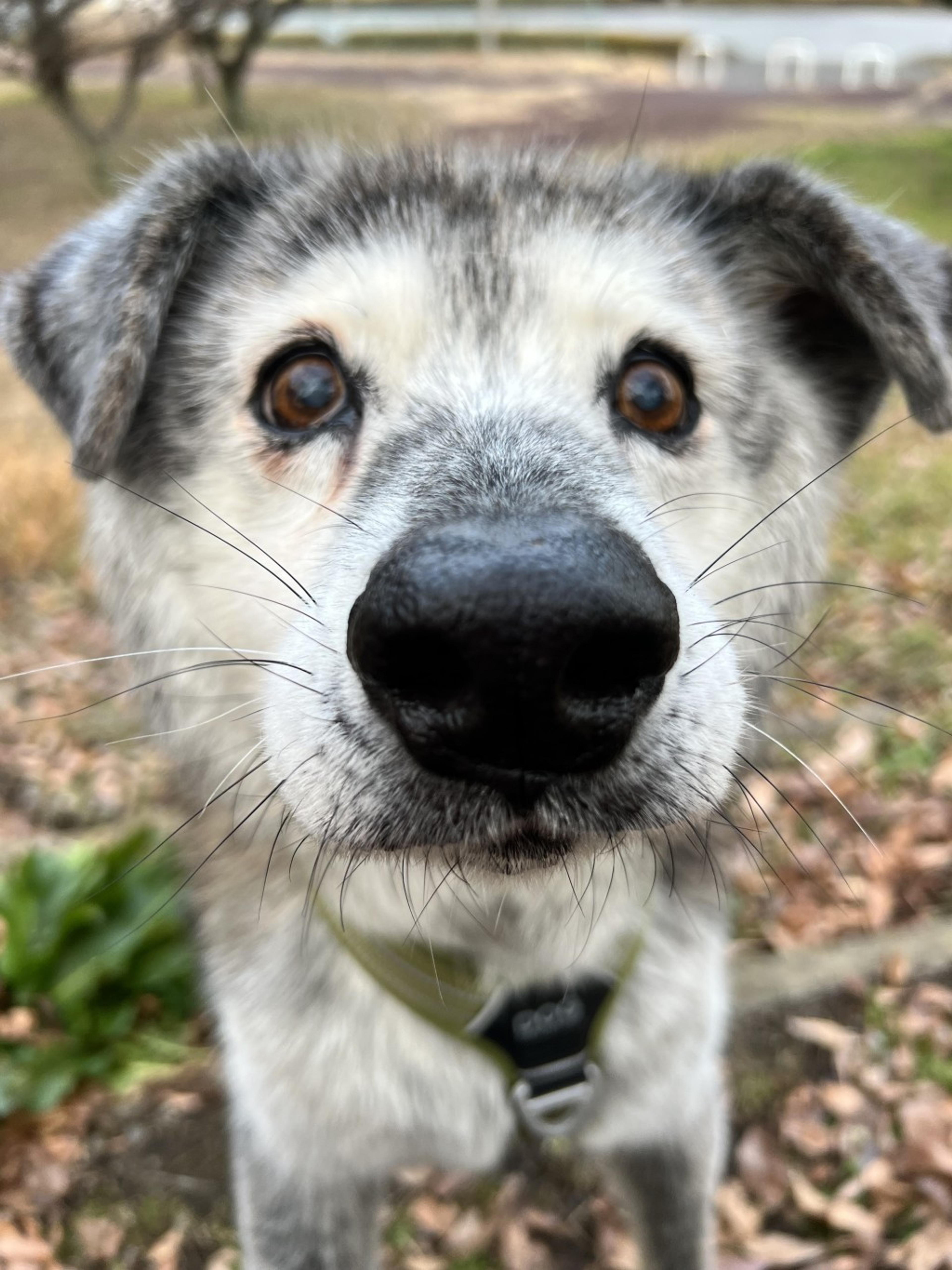 pet-image-5