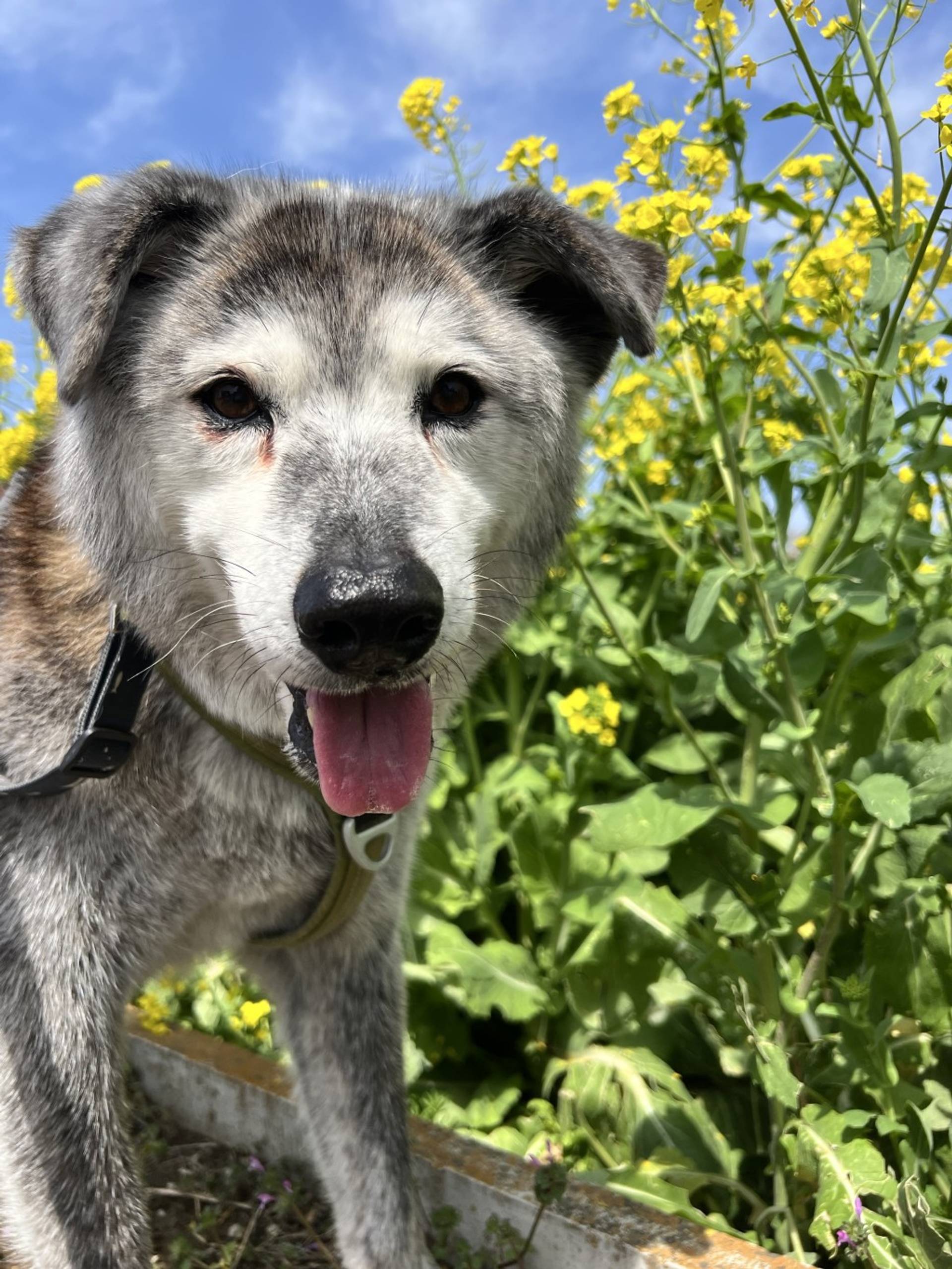 雑種（ミックス犬）・オスの里親募集の写真