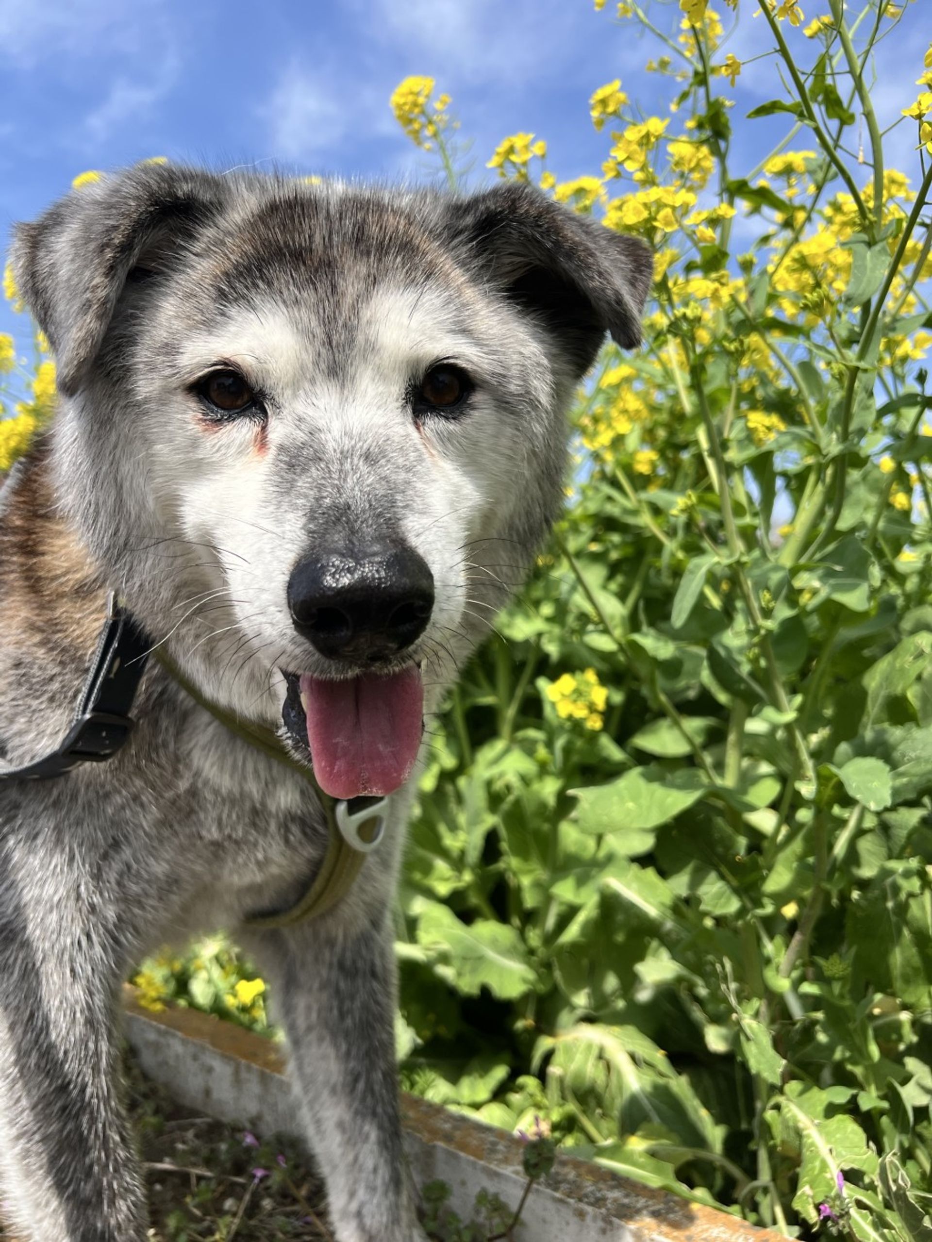 雑種（ミックス犬）・オスの里親募集の写真