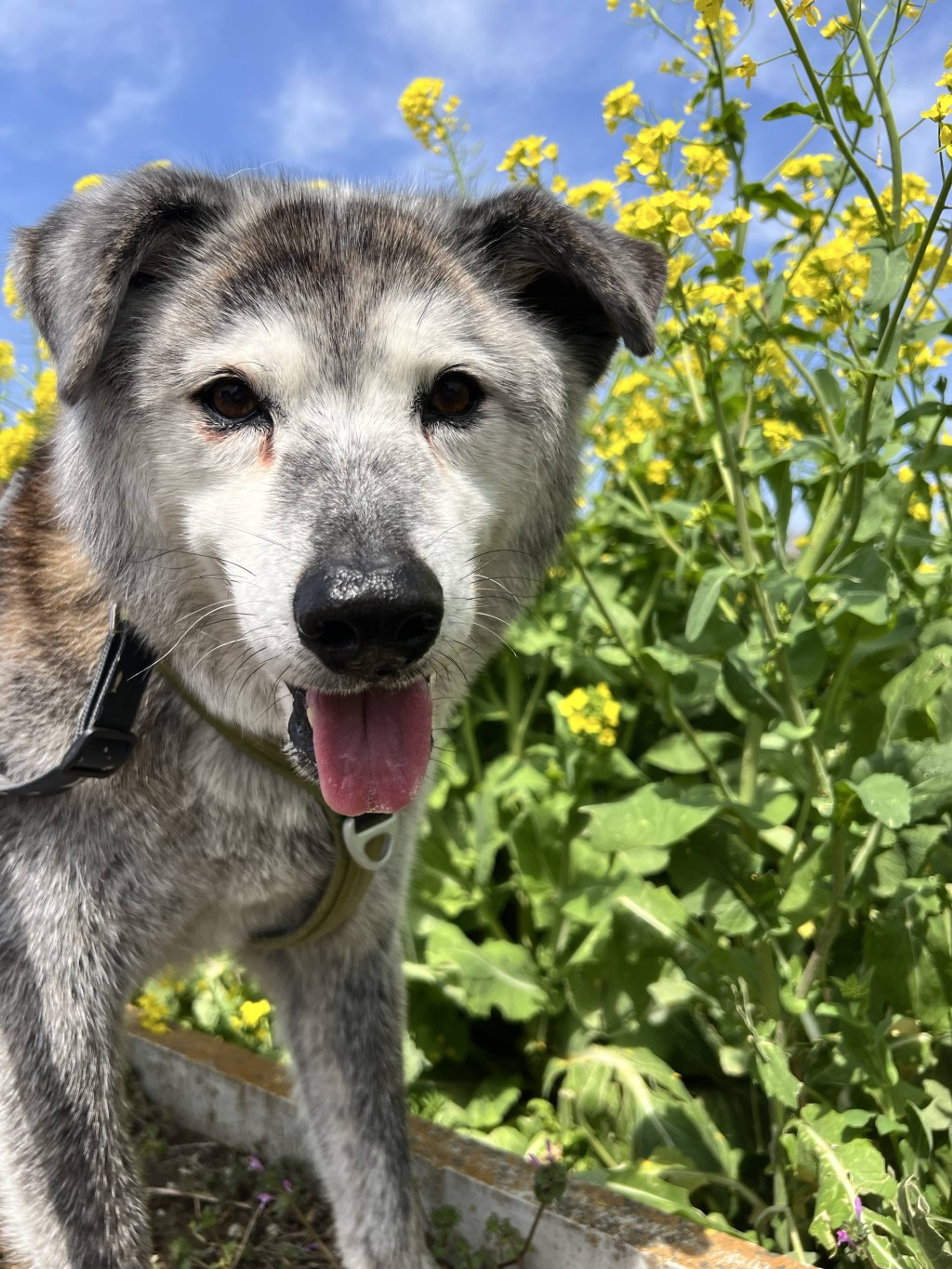 雑種（ミックス犬）・オスの里親募集の写真