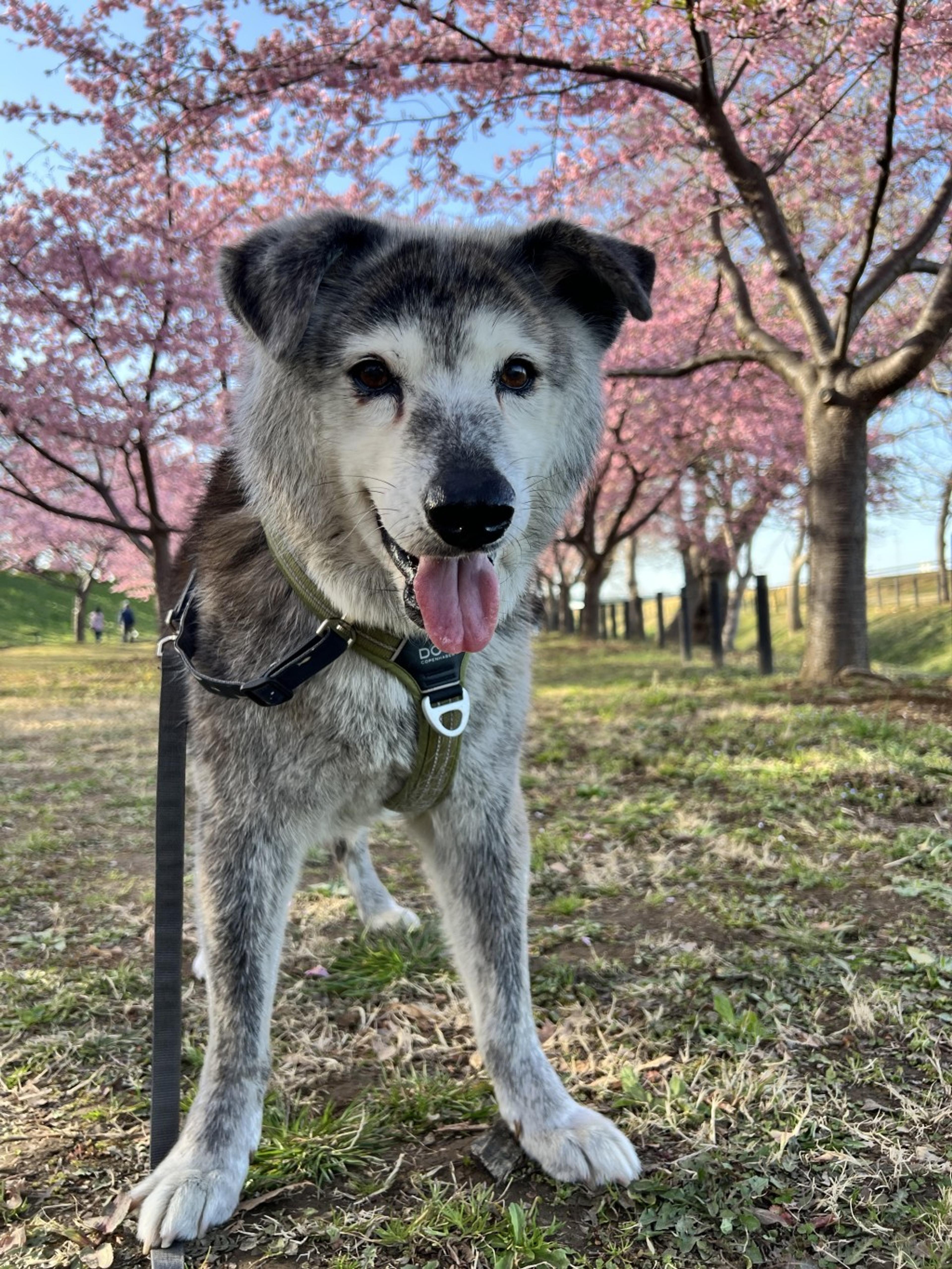 pet-image-3