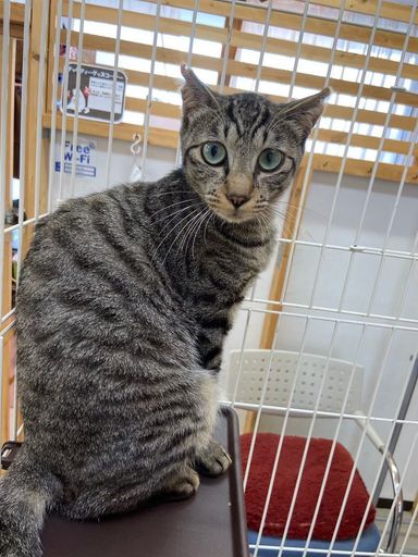 雑種（ミックス猫）・オスの里親募集の写真