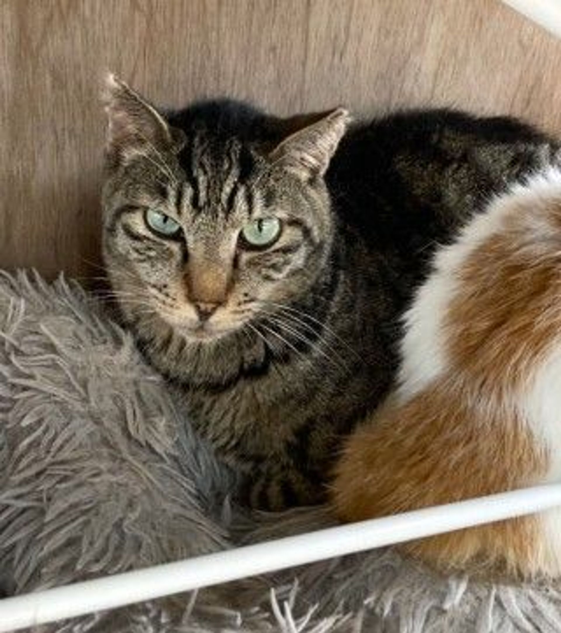 雑種（ミックス猫）・オスの里親募集の写真