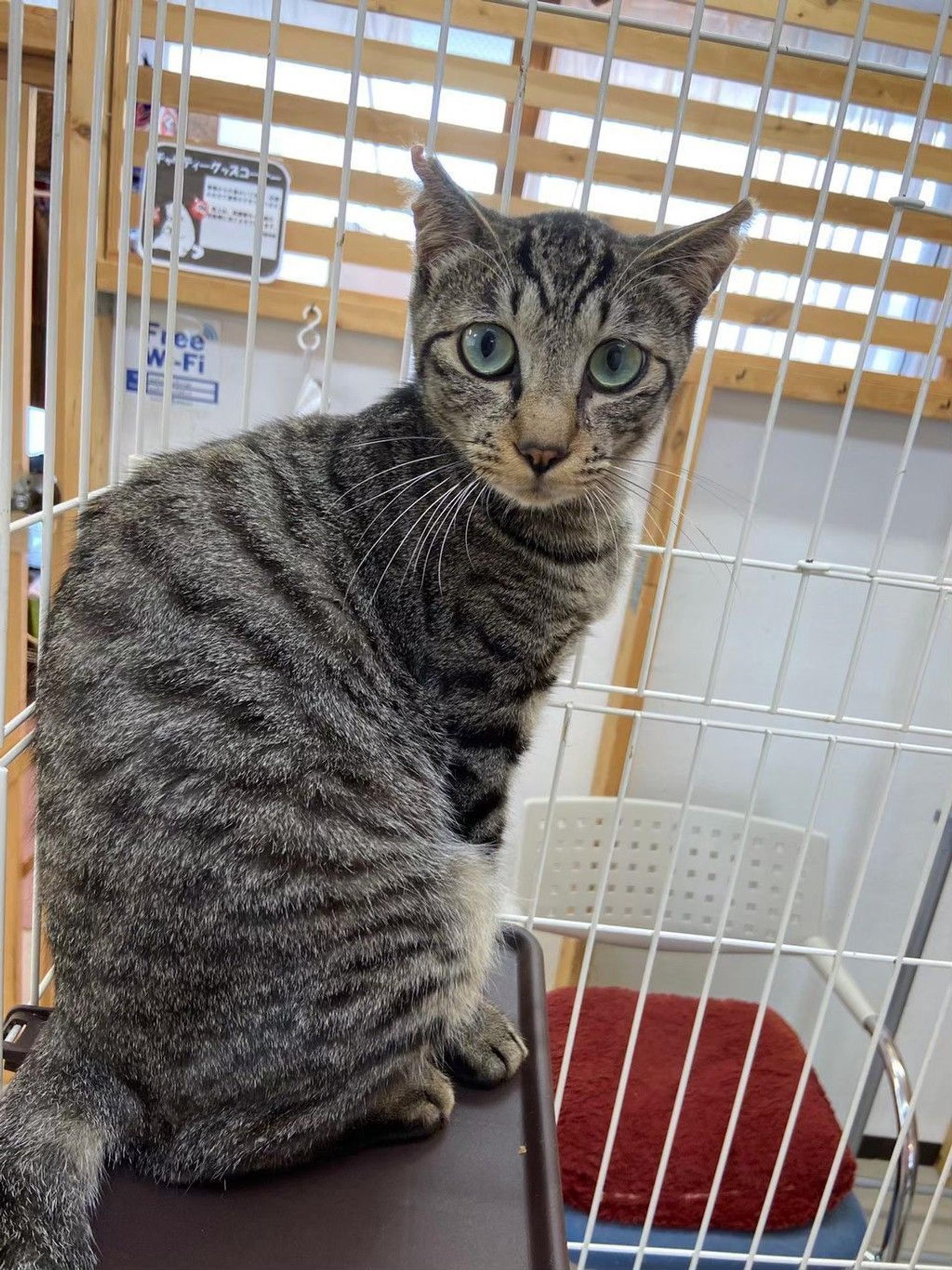 pet-image-2