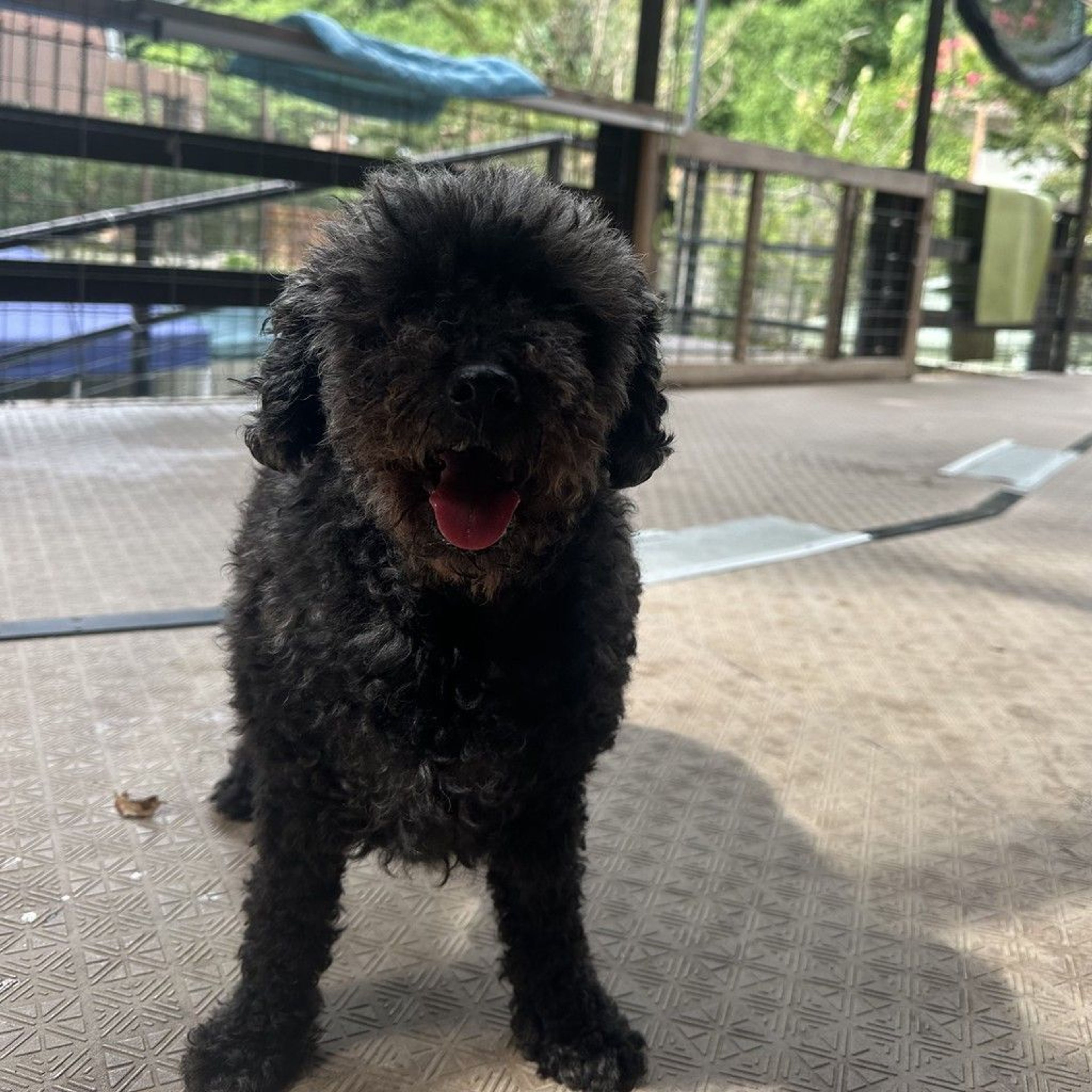 トイプードル・メスの里親募集の写真