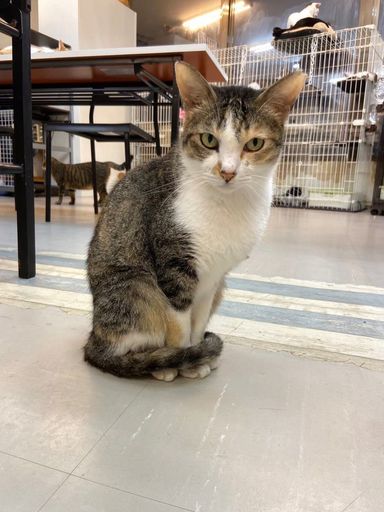 雑種（ミックス猫）・メスの里親募集の写真