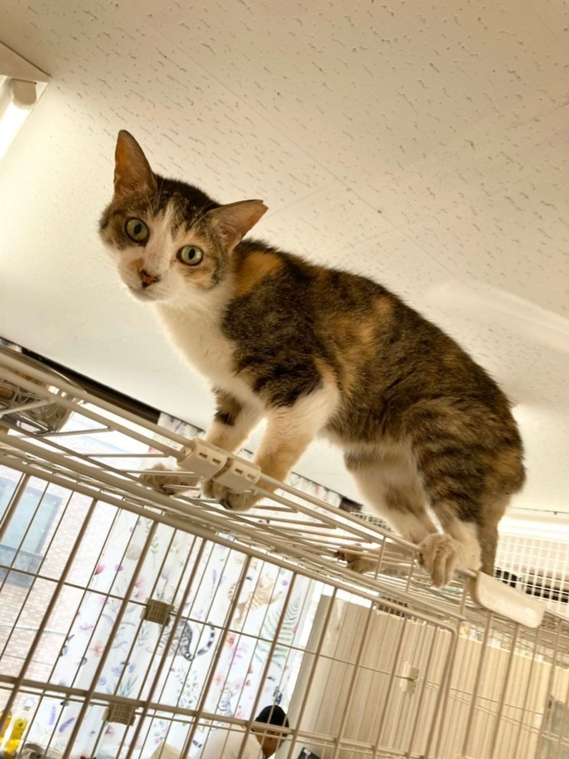 雑種（ミックス猫）・メスの里親募集の写真