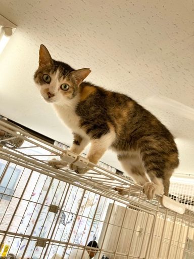 フタバ　「7月18日譲渡会参加」の写真