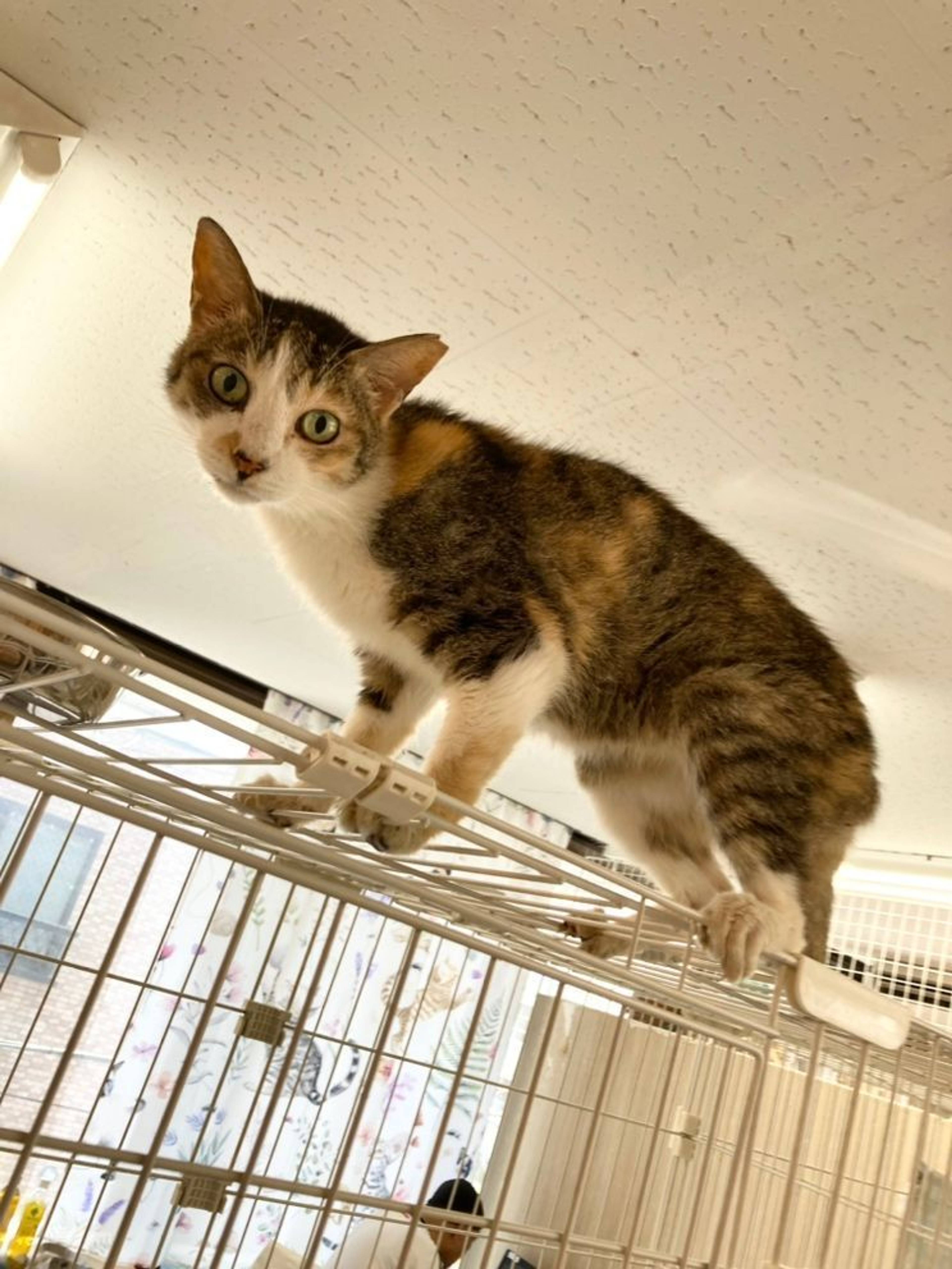 雑種（ミックス猫）・メスの里親募集の写真