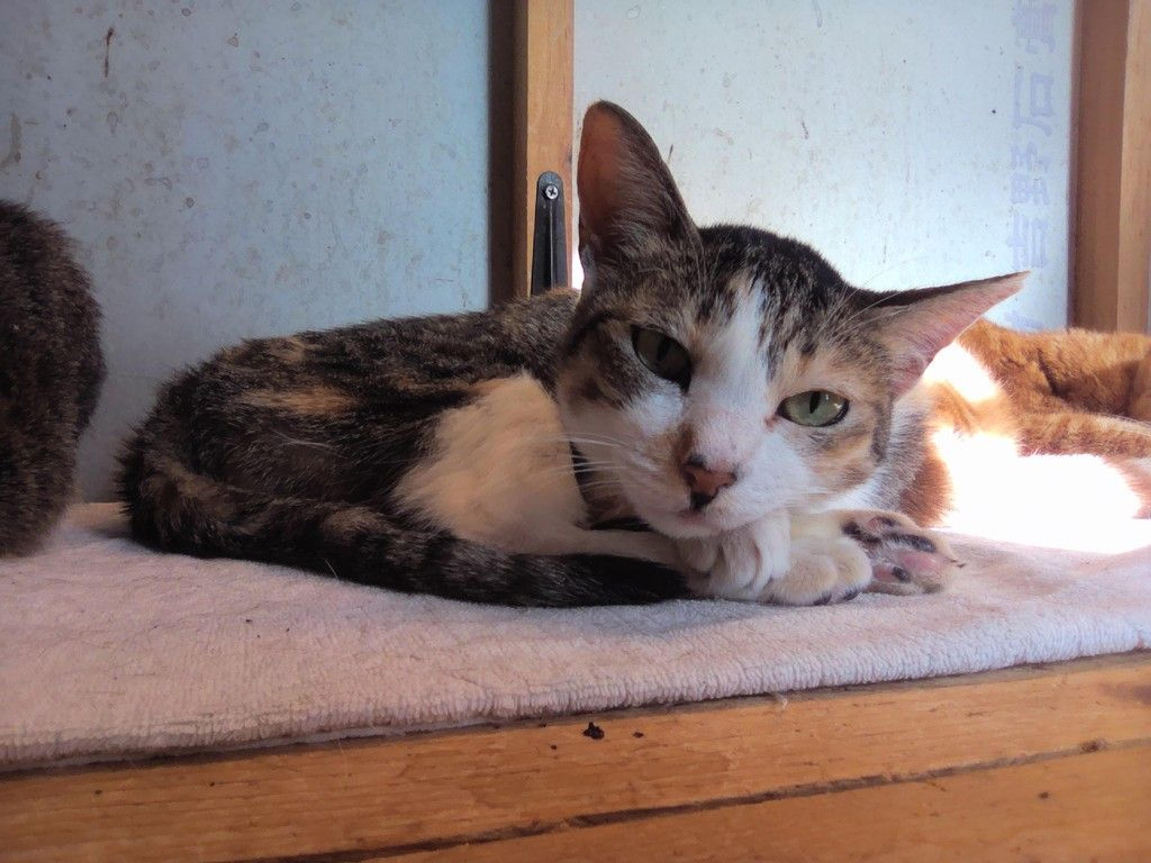 pet-image-7