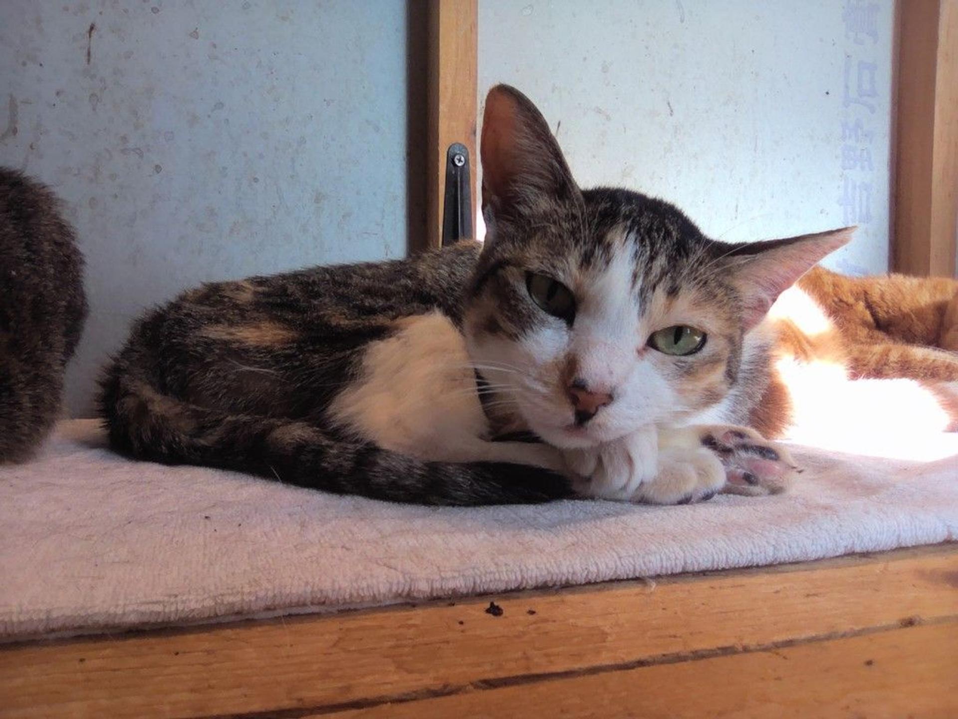pet-image-7