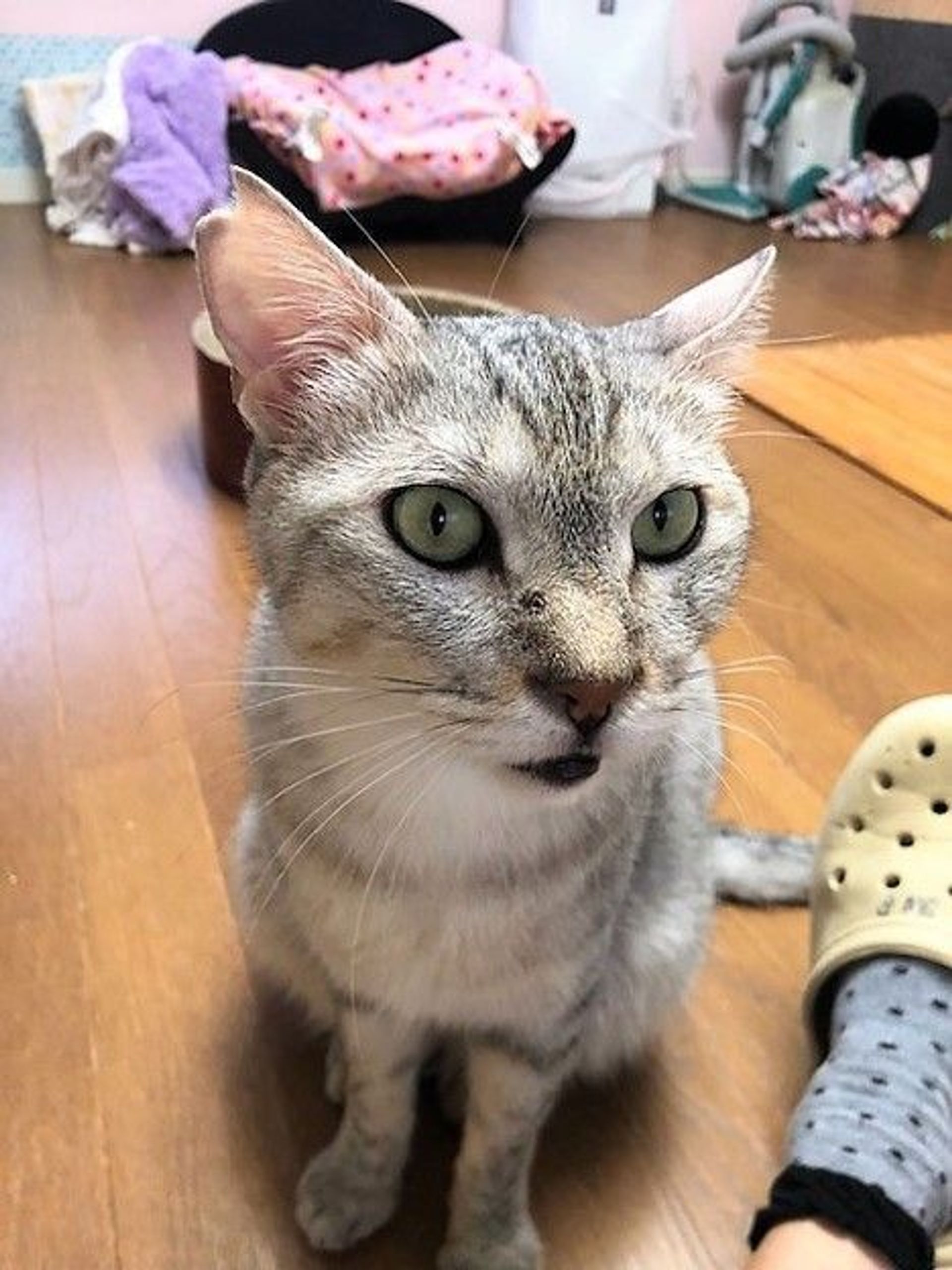 雑種（ミックス猫）・オスの里親募集の写真