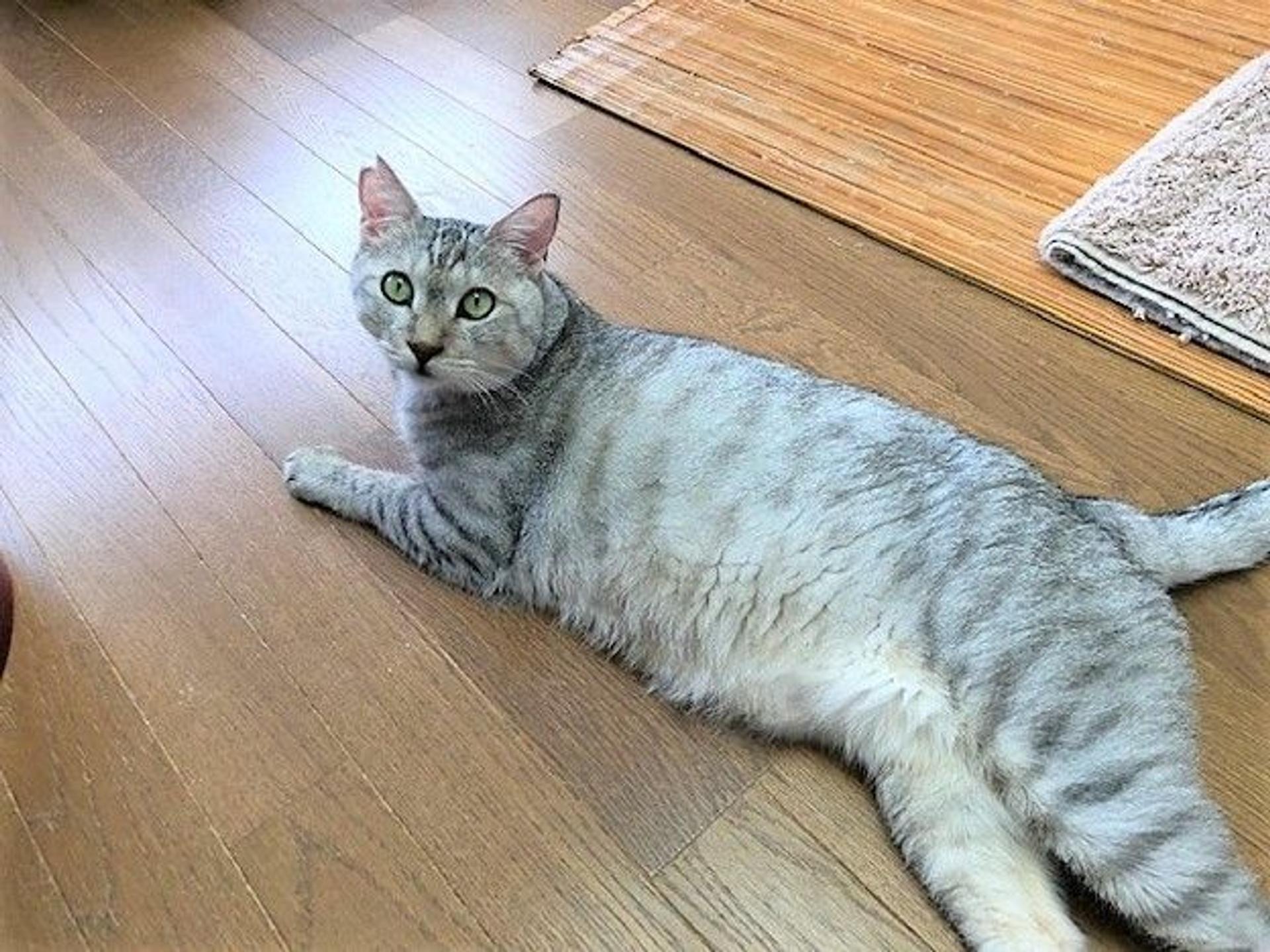 pet-image-2
