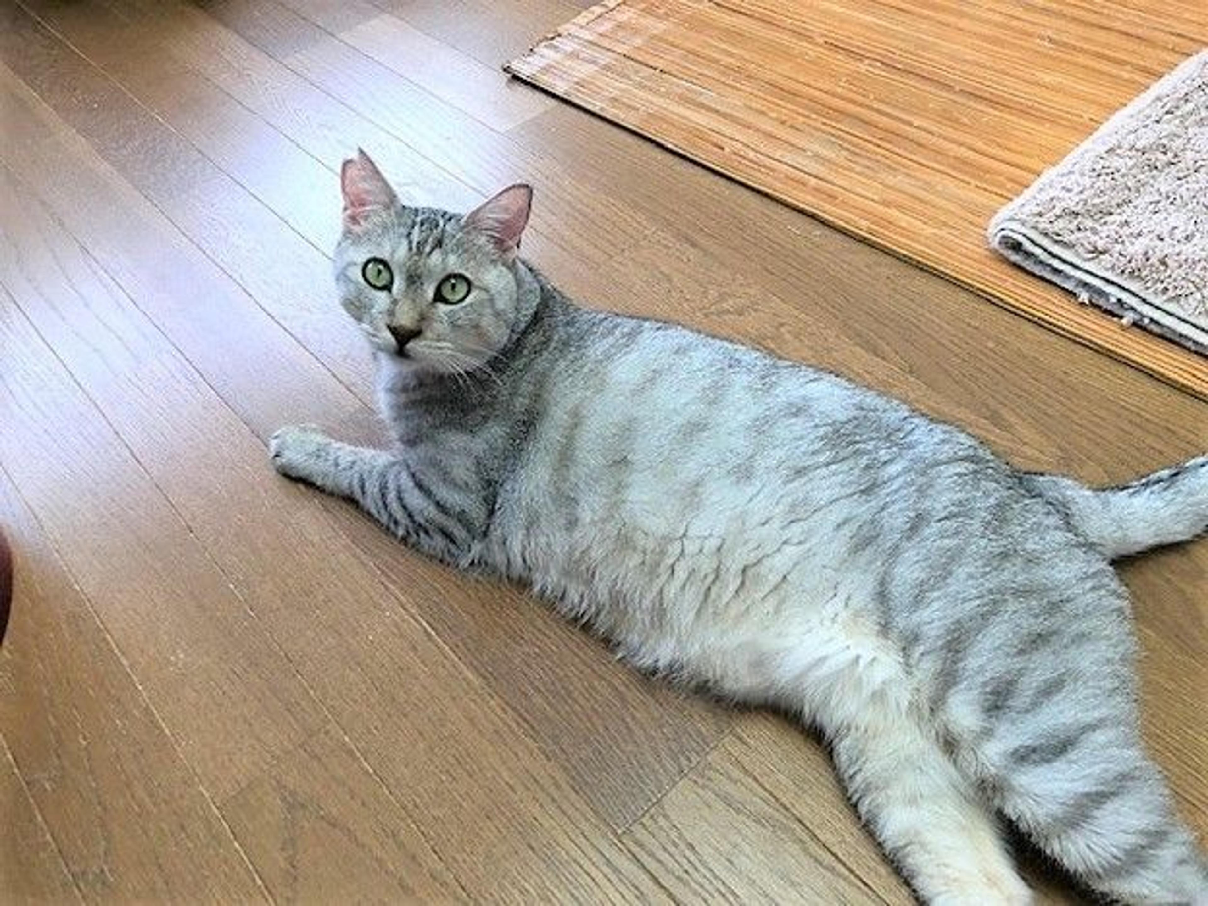 pet-image-2