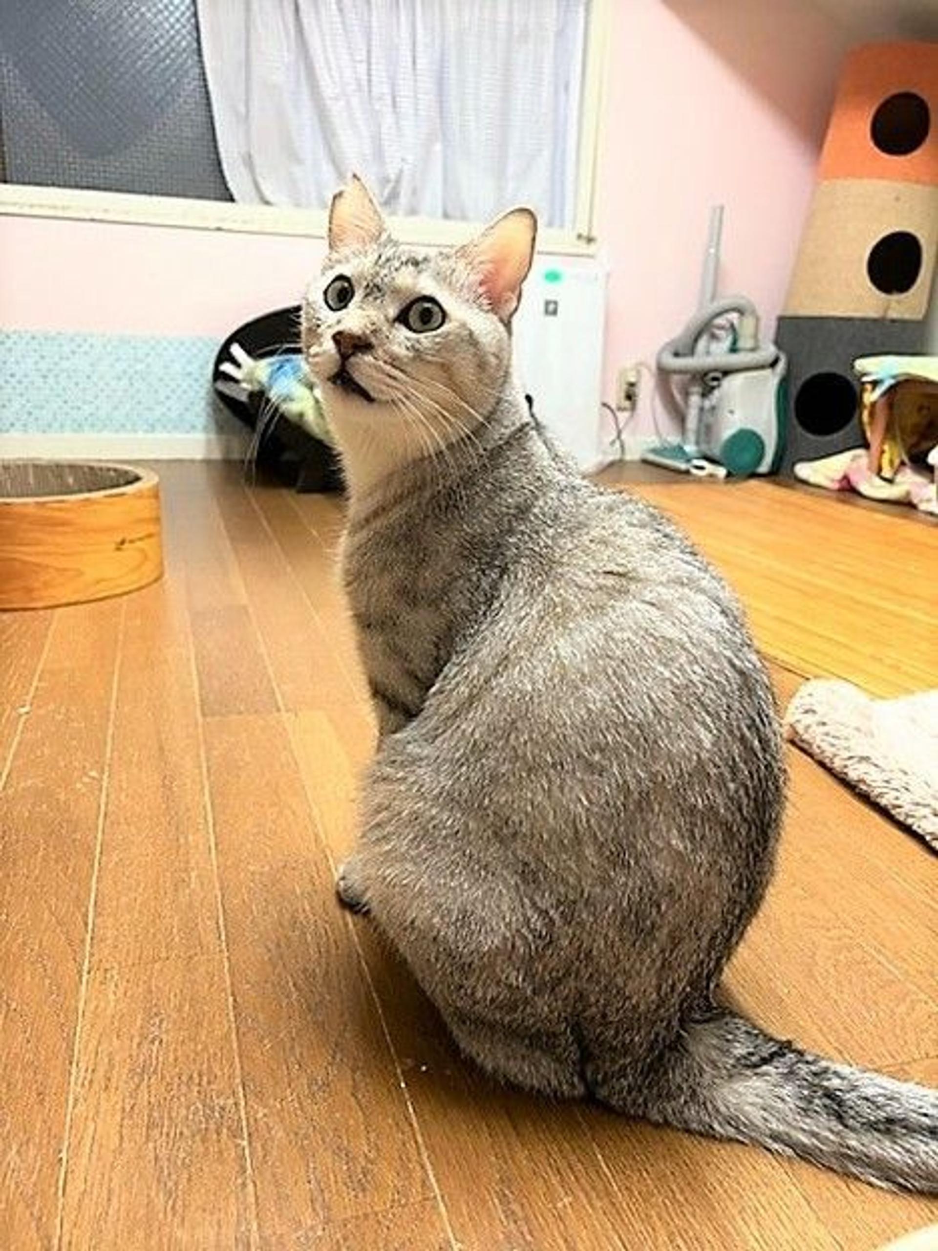 pet-image-3