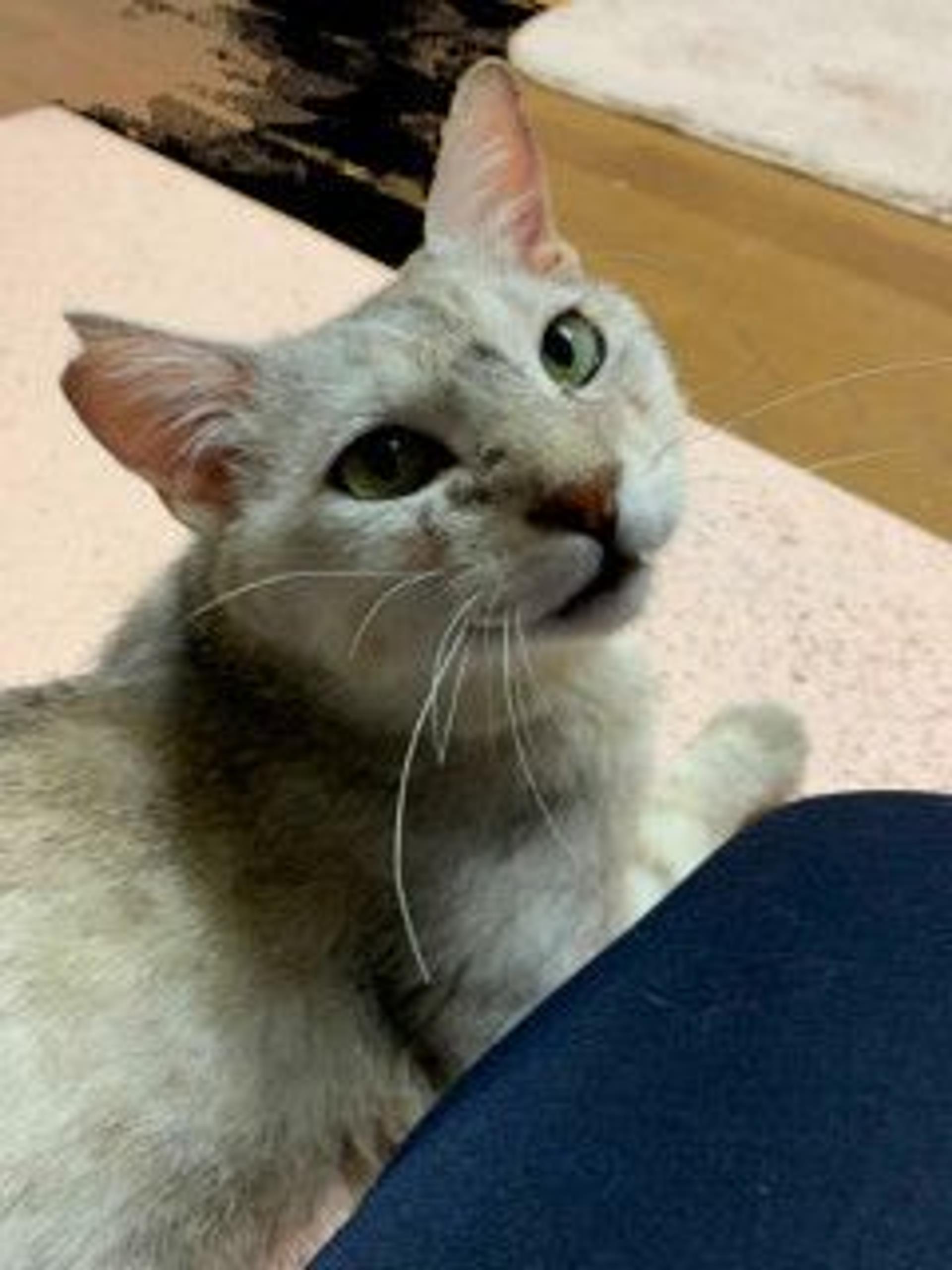 pet-image-5