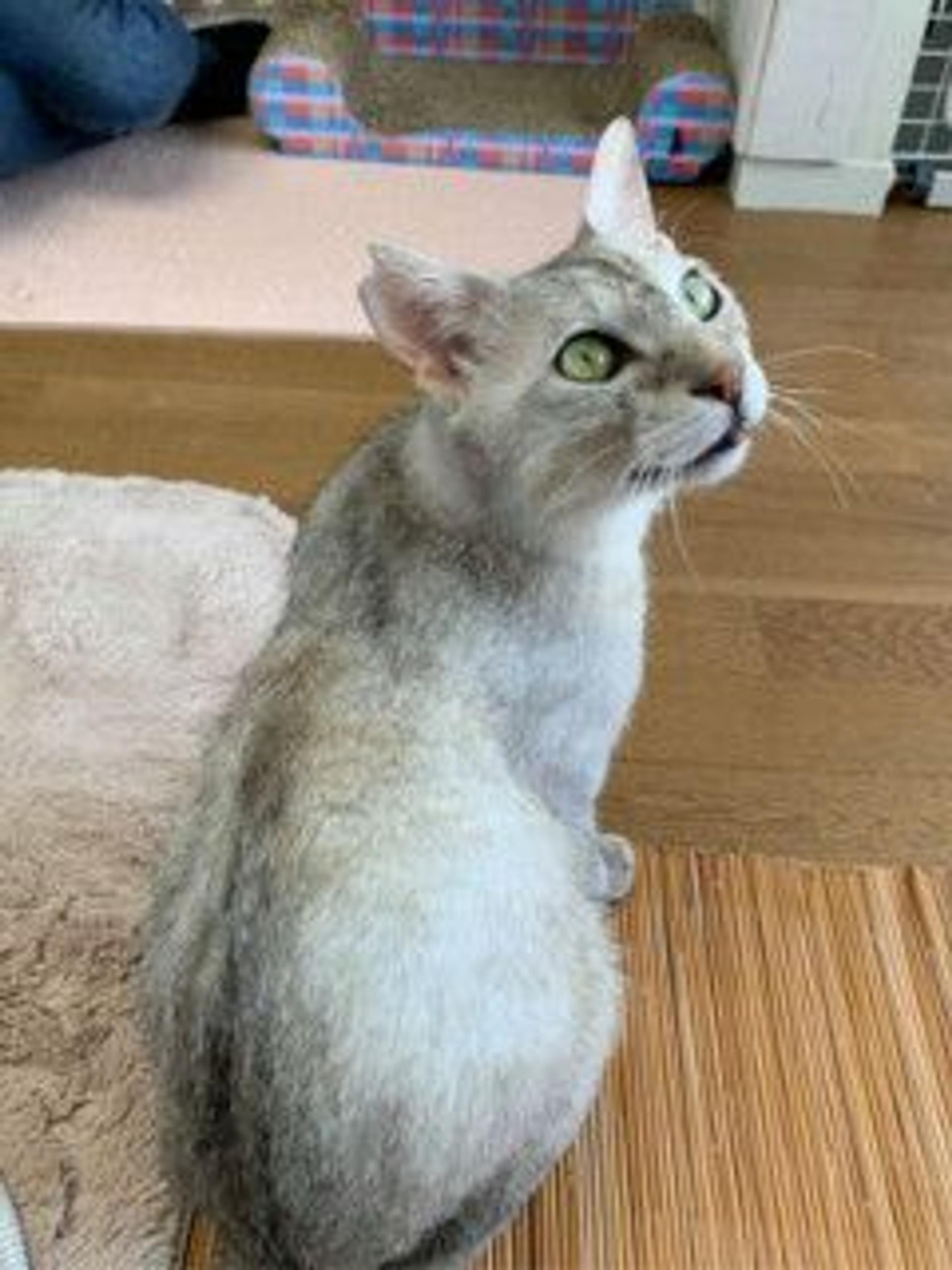 pet-image-7