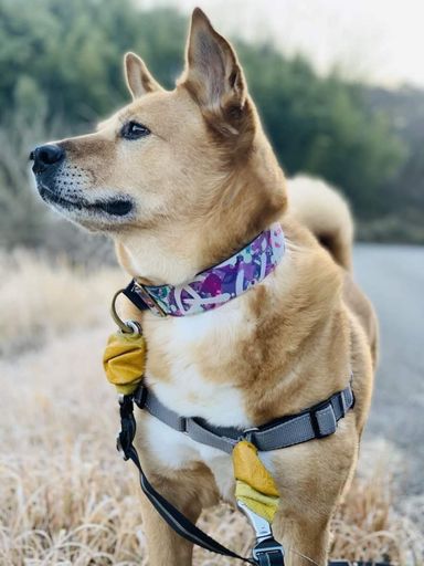 雑種（ミックス犬）・オスの里親募集の写真