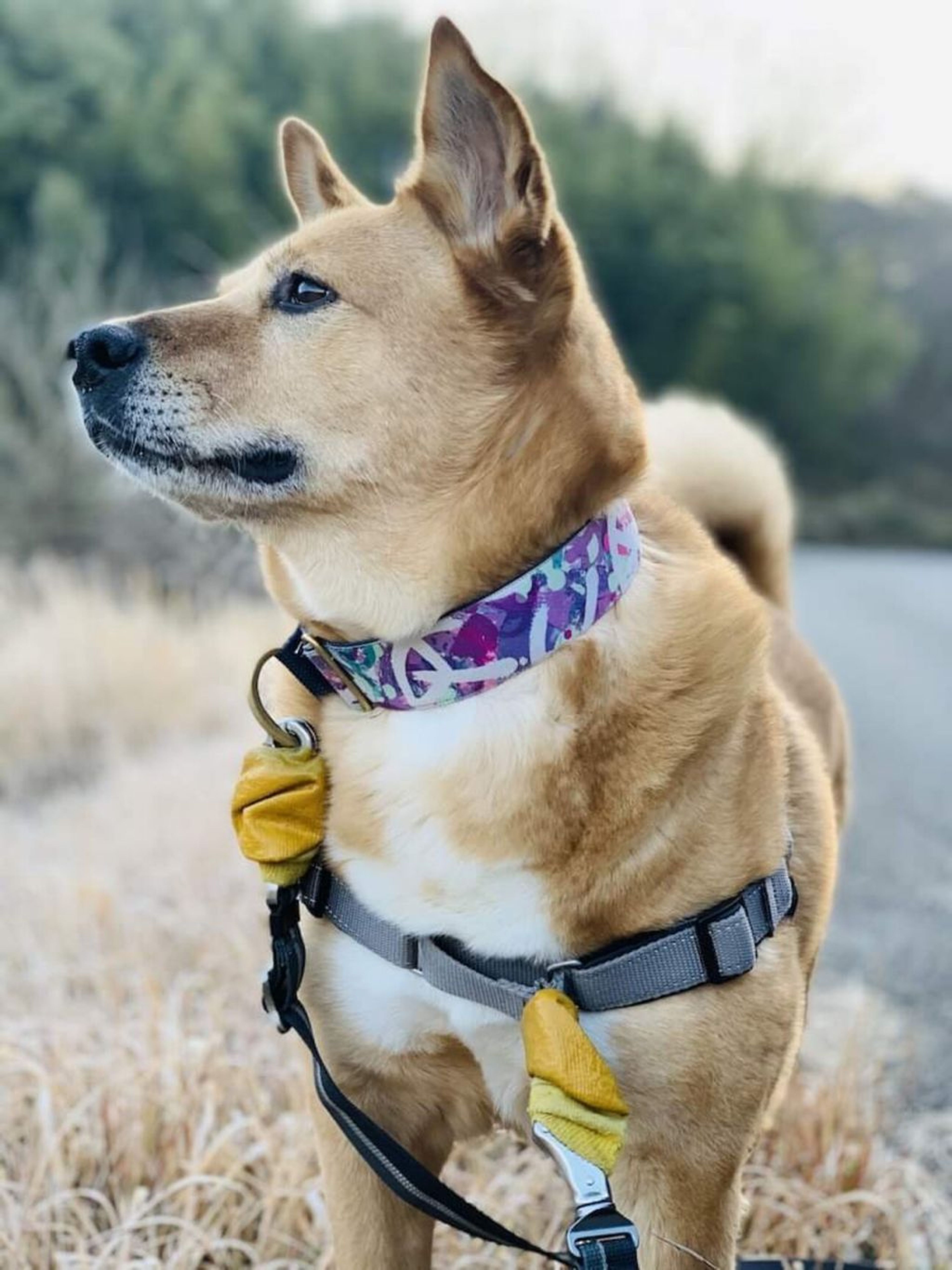 雑種（ミックス犬）・オスの里親募集の写真