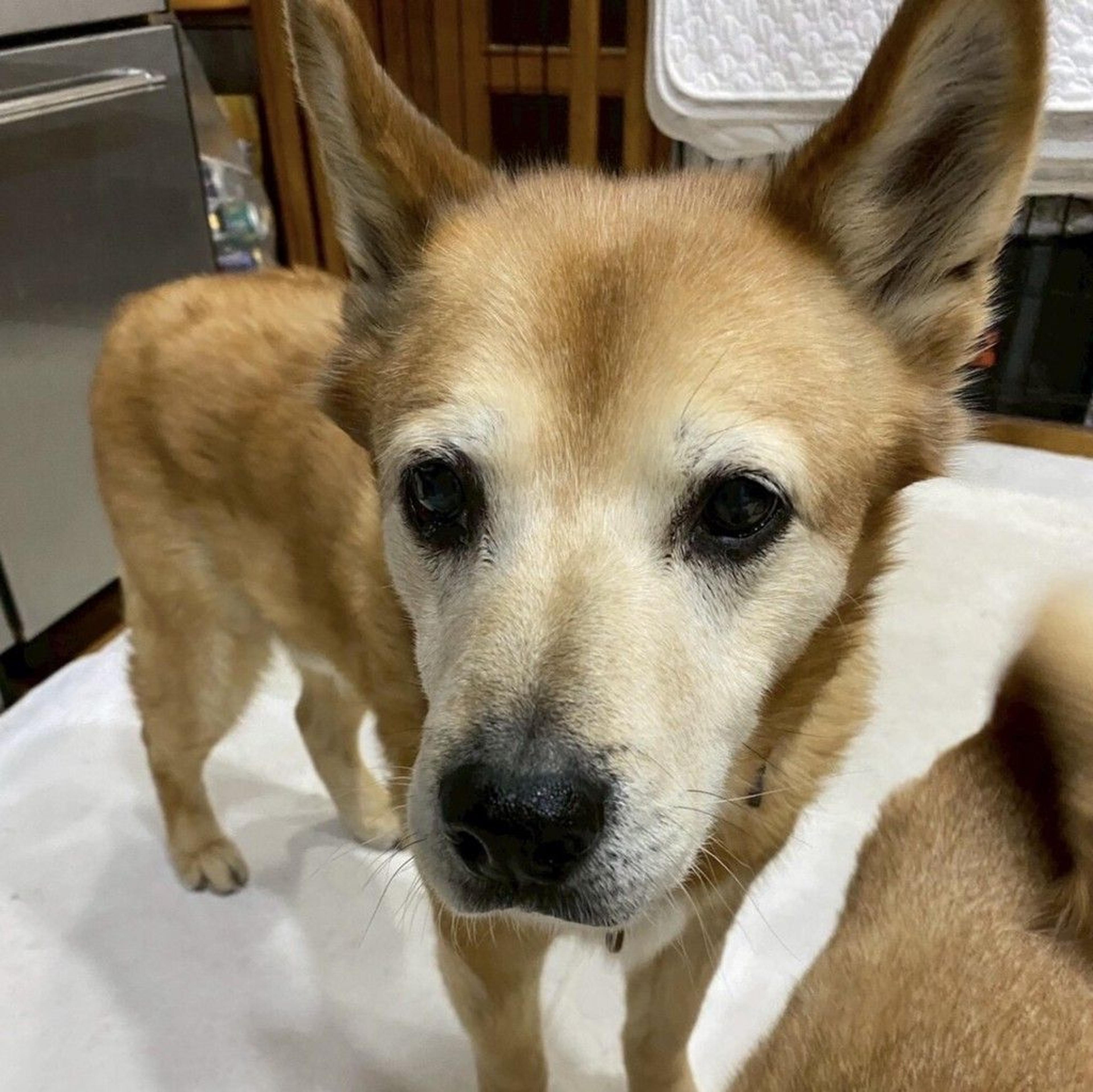 pet-image-3