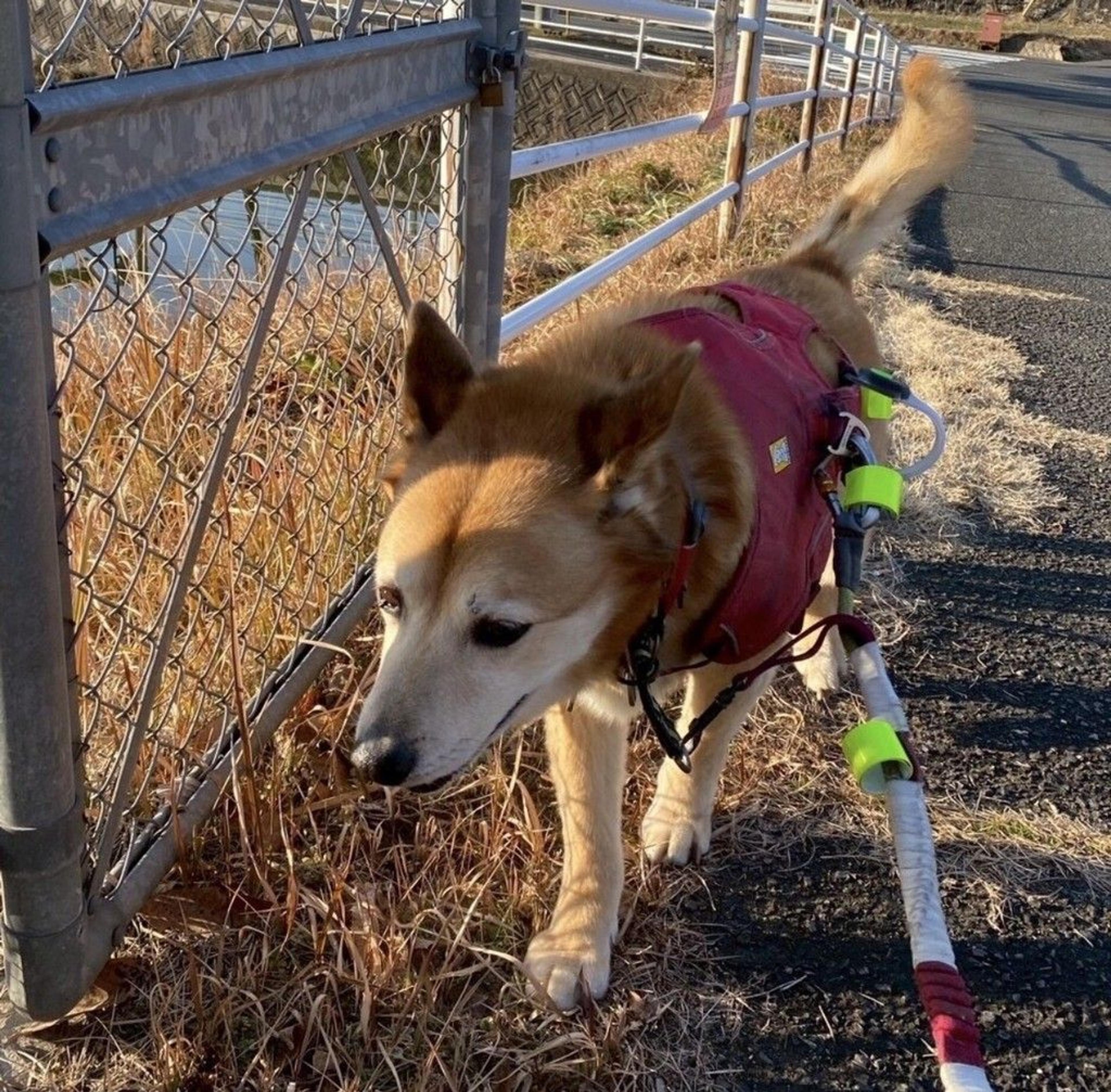 pet-image-4