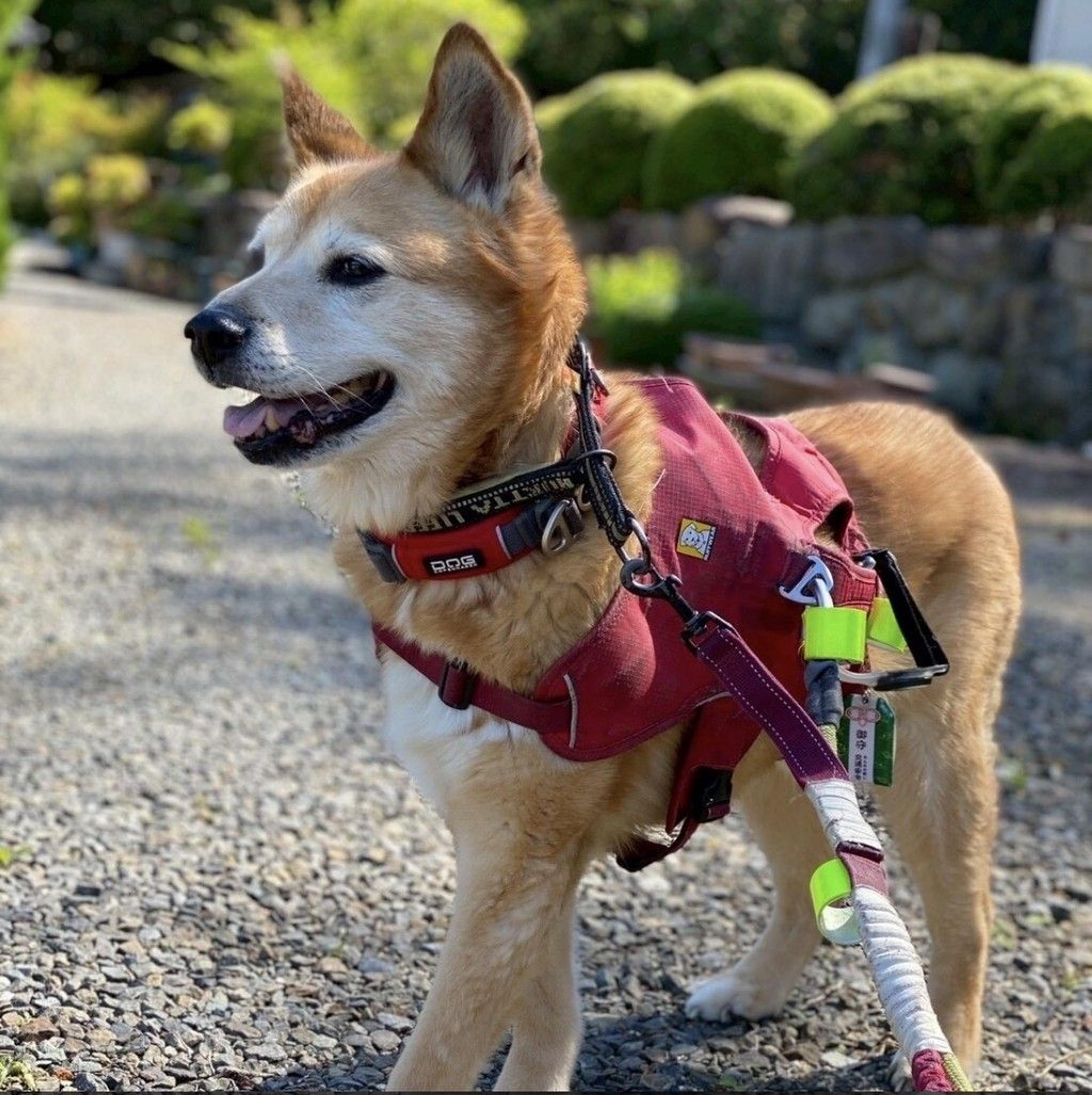 pet-image-6
