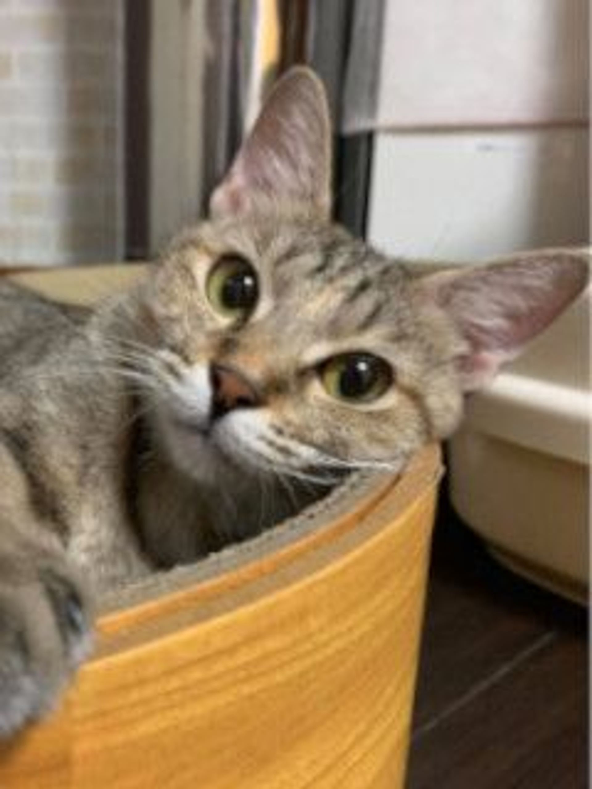 雑種（ミックス猫）・メスの里親募集の写真