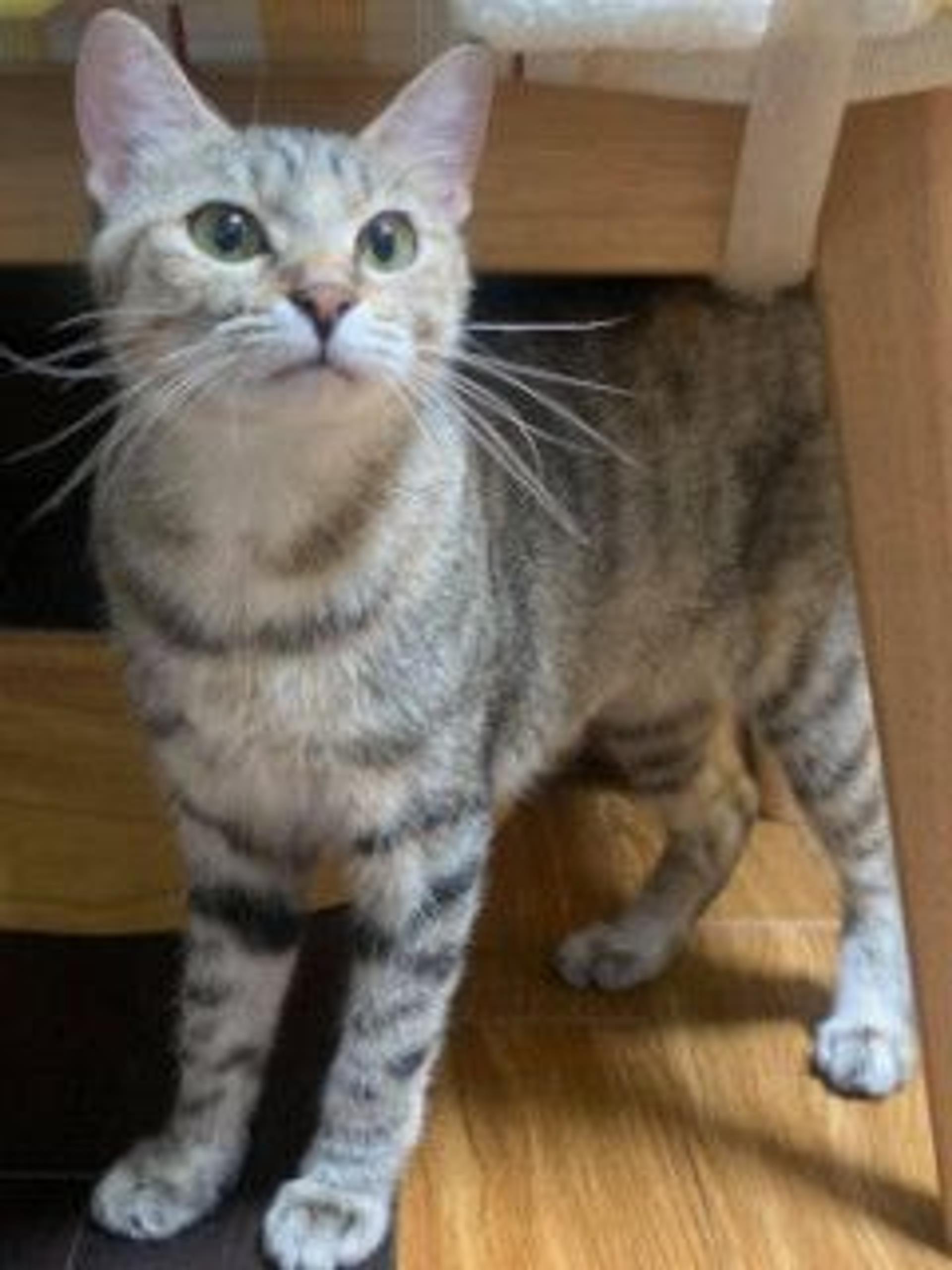 pet-image-3