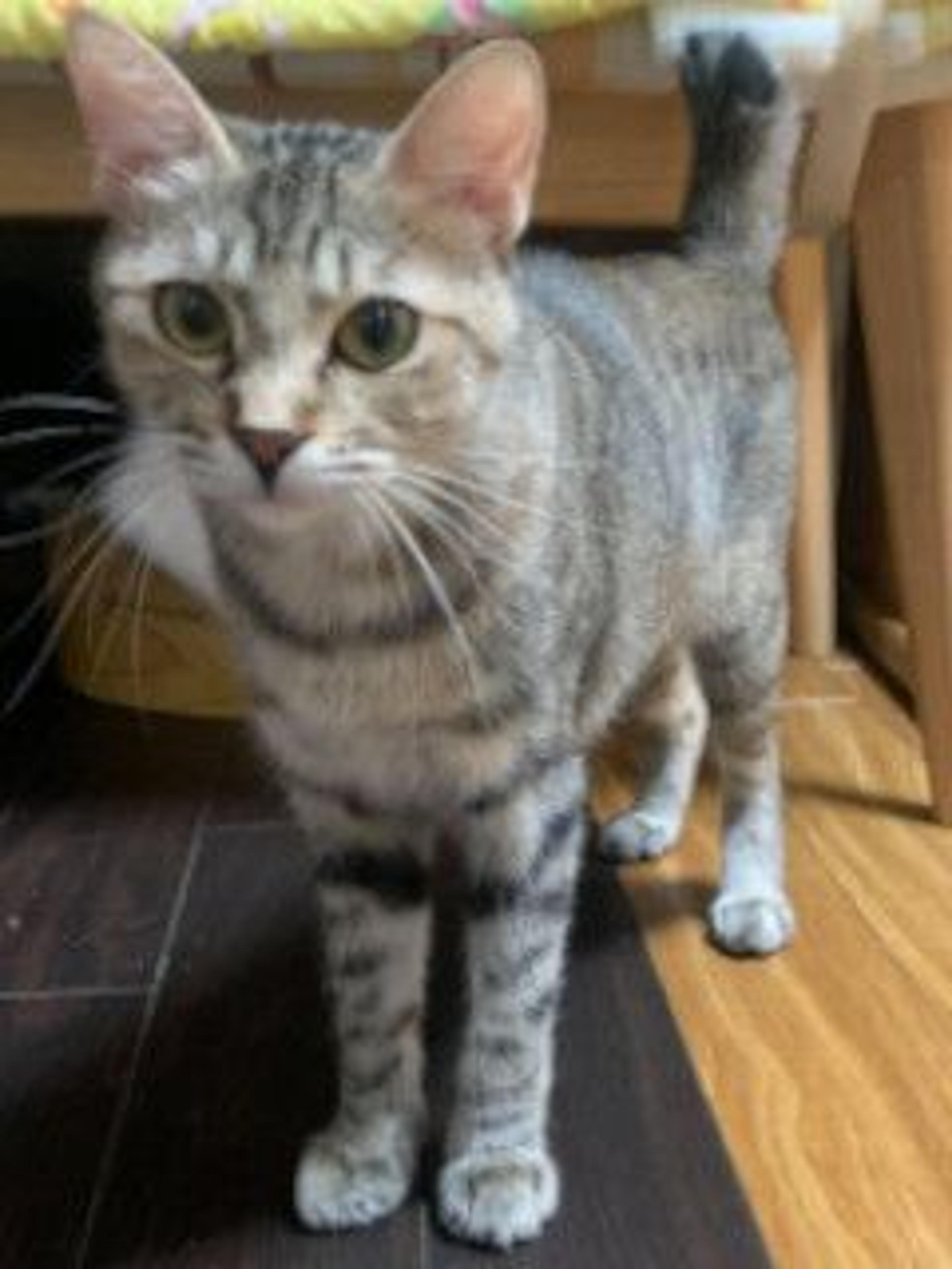 pet-image-5