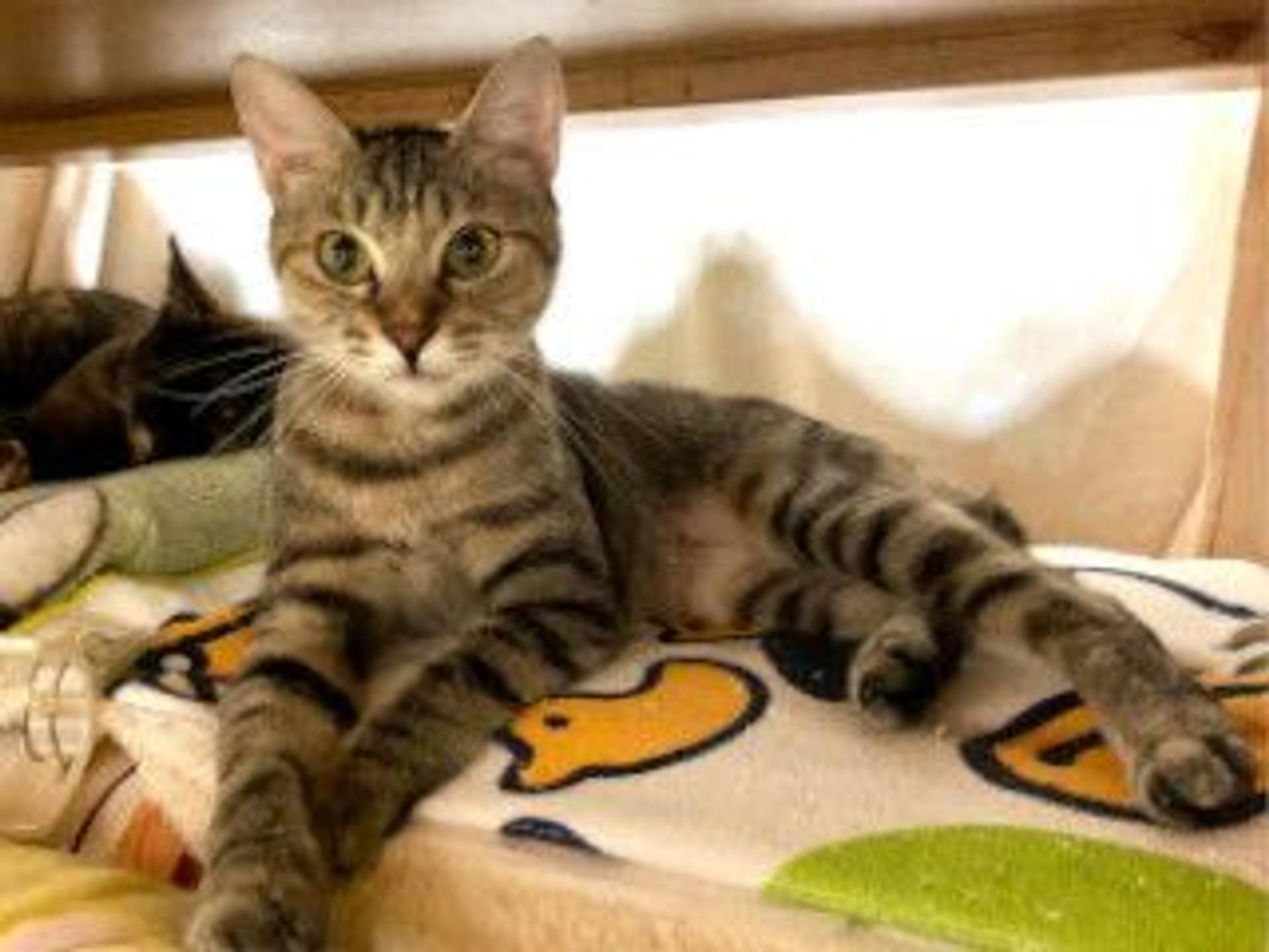 pet-image-6