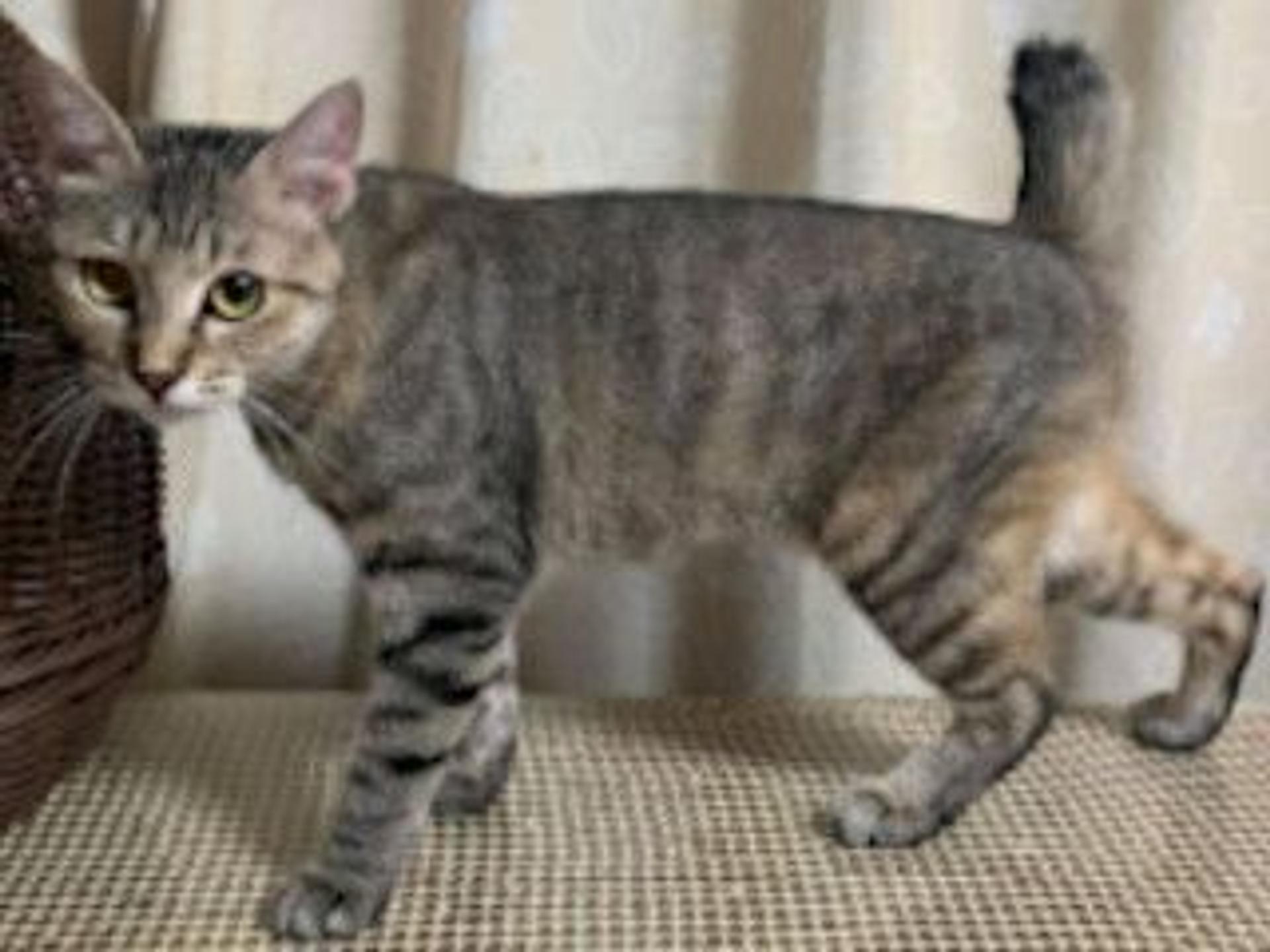 pet-image-7