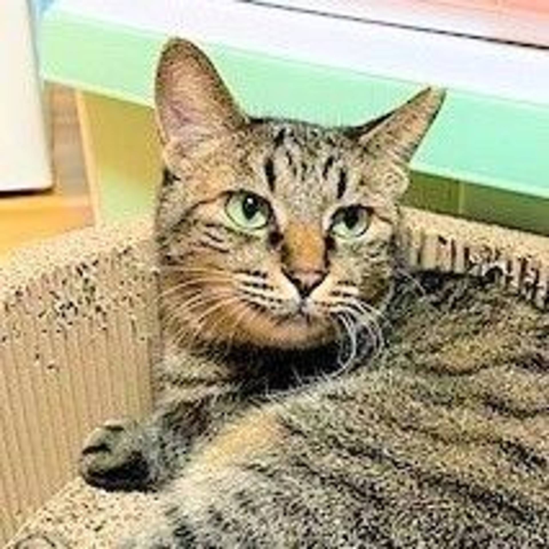 雑種（ミックス猫）・メスの里親募集の写真