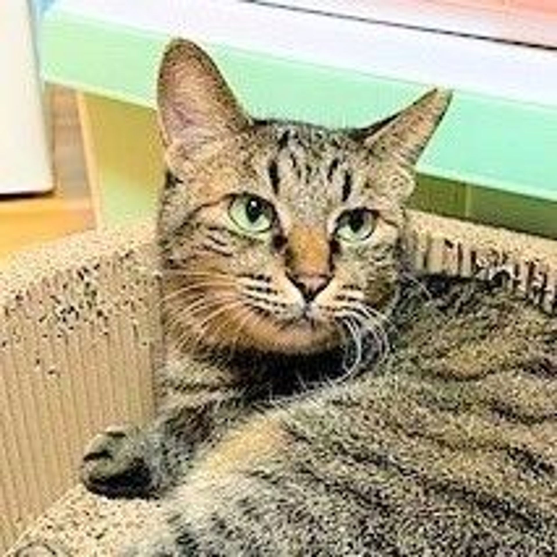 雑種（ミックス猫）・メスの里親募集の写真