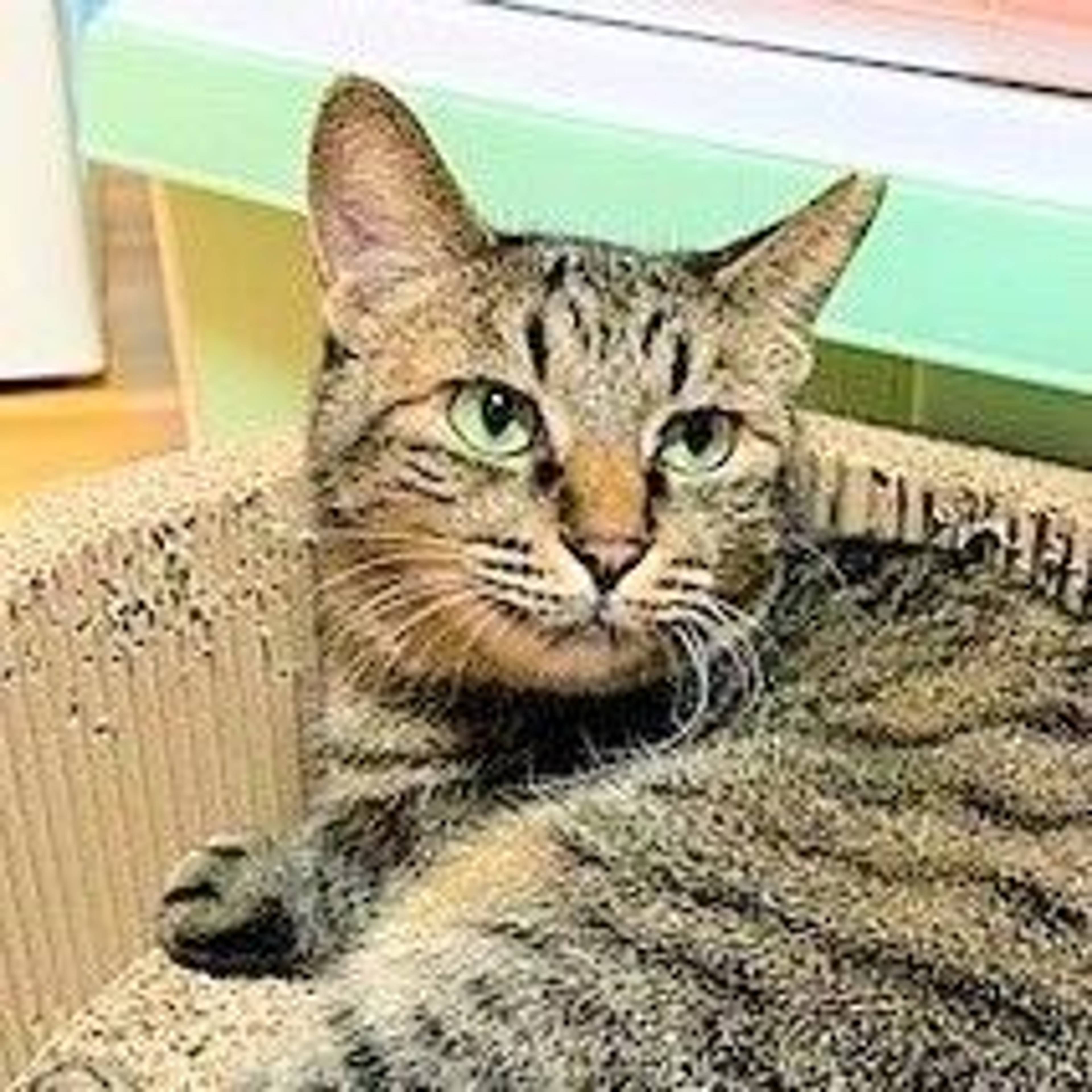 雑種（ミックス猫）・メスの里親募集の写真