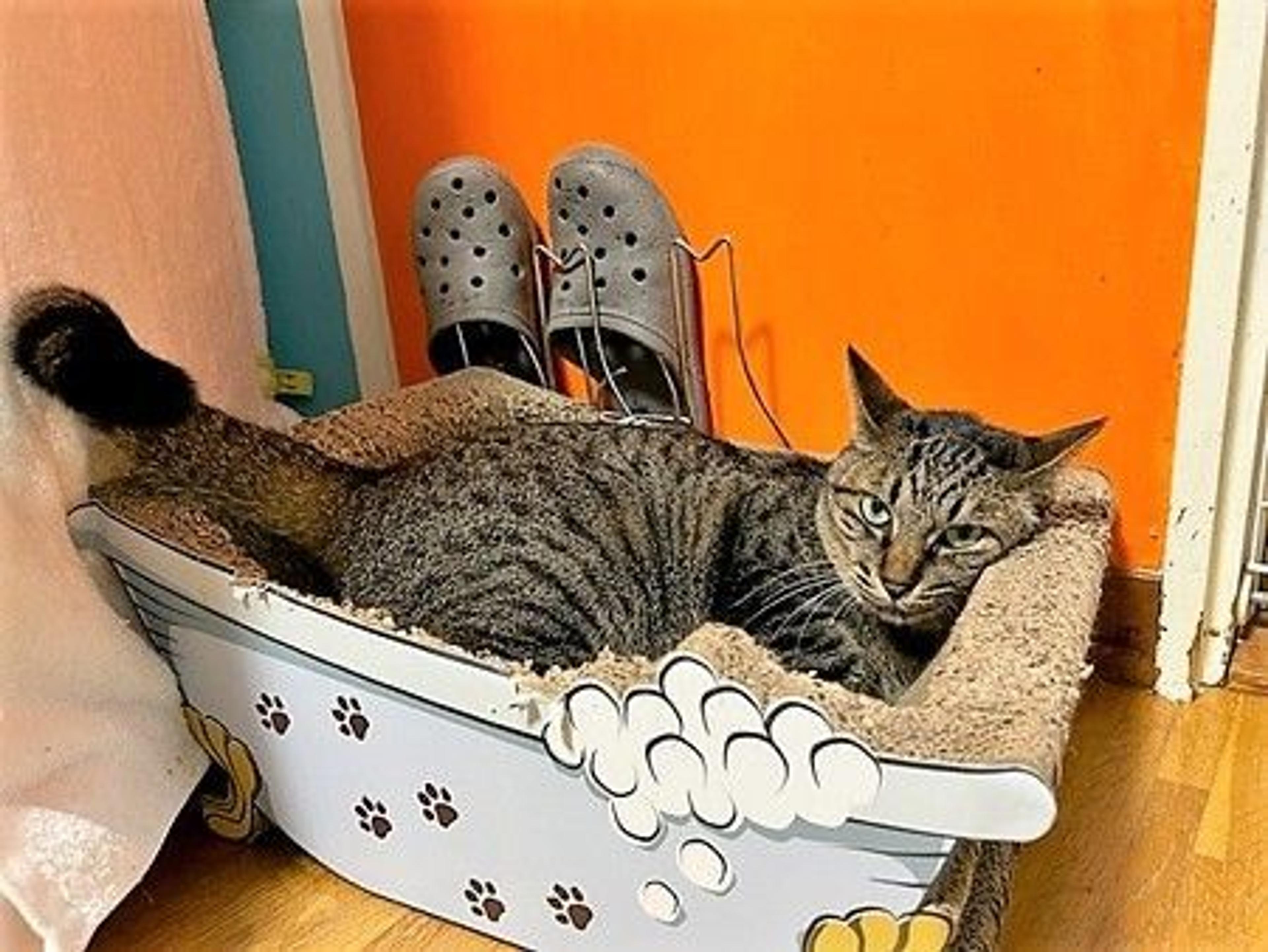pet-image-4