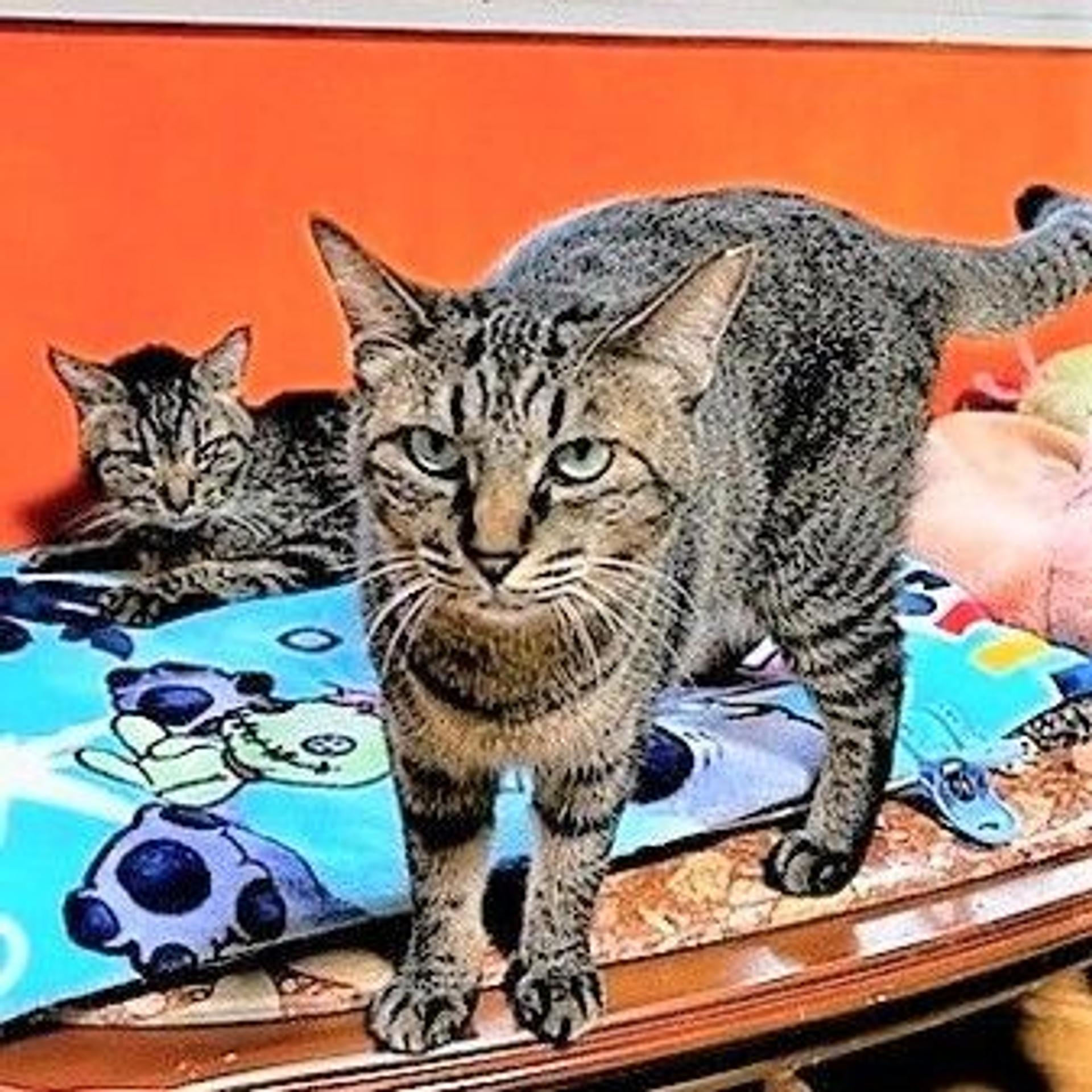 pet-image-6
