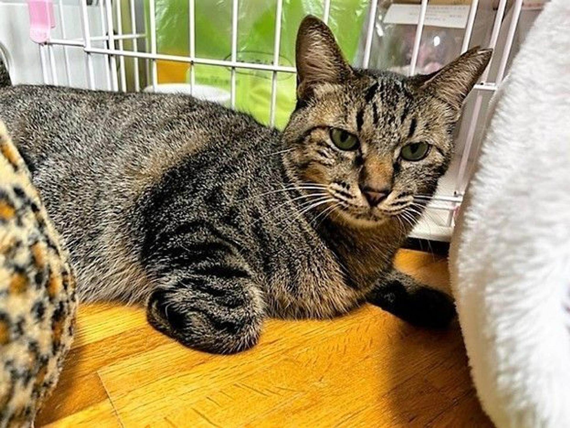 pet-image-8
