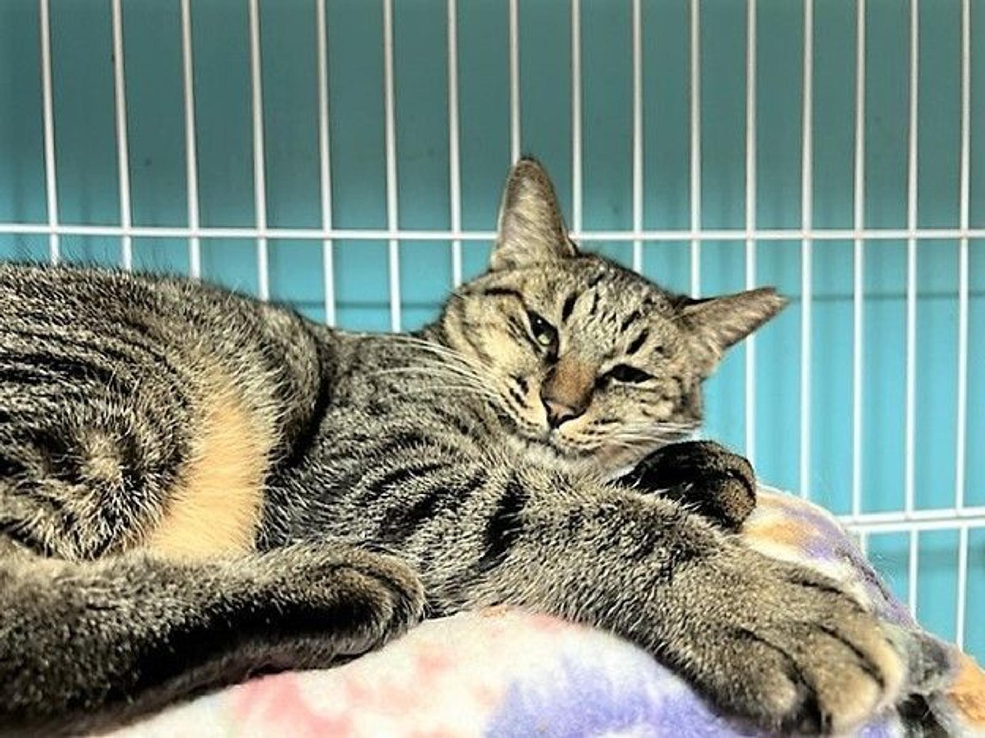 pet-image-9