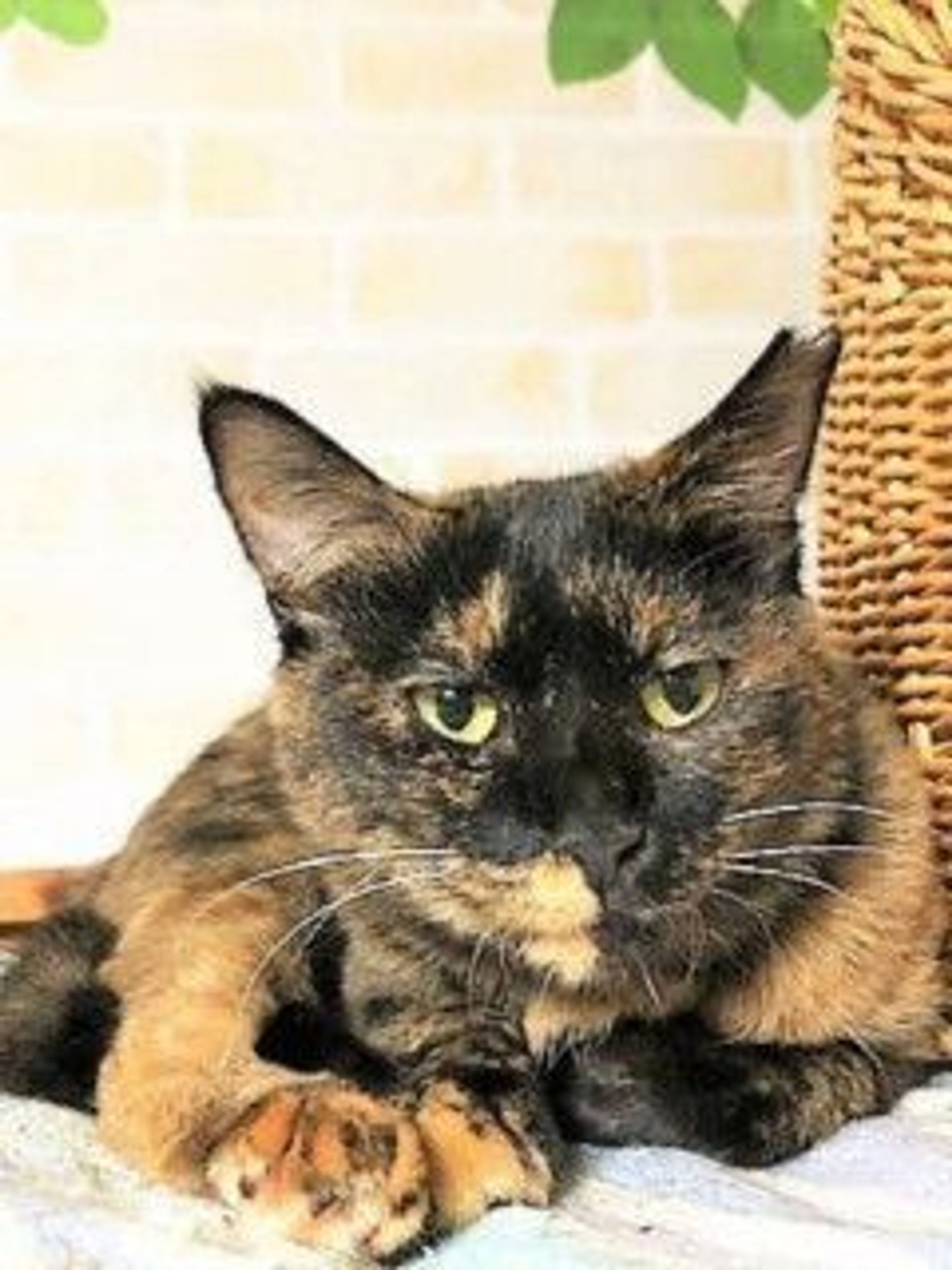 雑種（ミックス猫）・メスの里親募集の写真