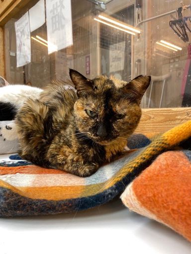 雑種（ミックス猫）・メスの里親募集の写真