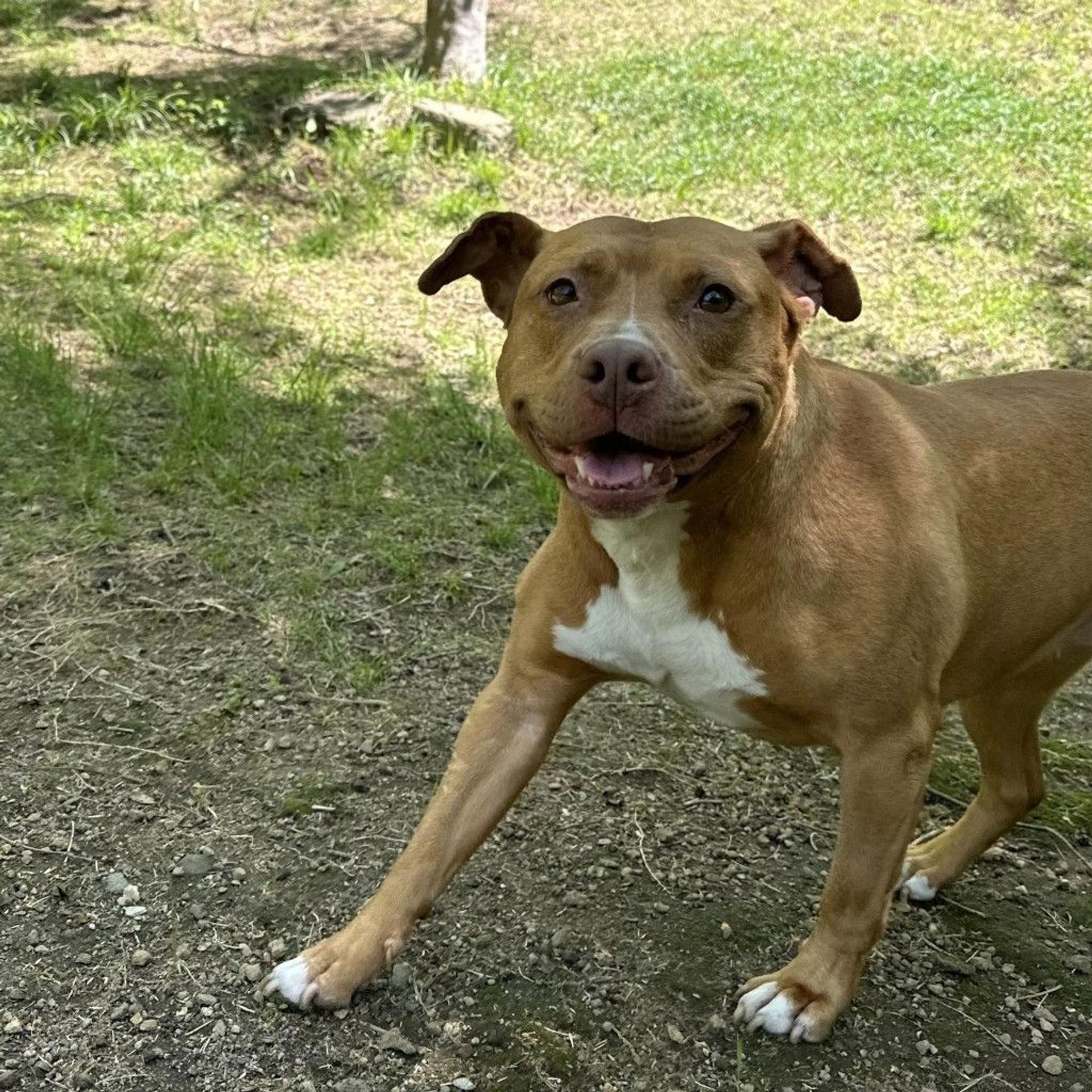 pet-image-2