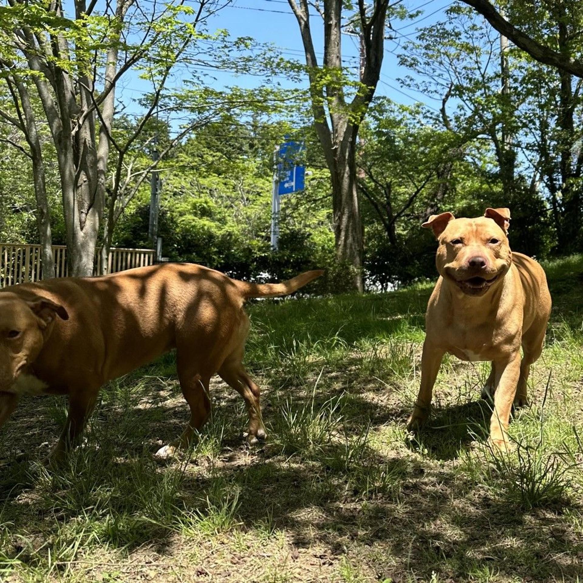 pet-image-4