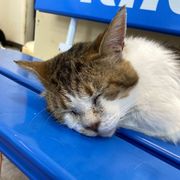 猫の里親募集情報｜OMUSUBI by ペトコト｜保護犬・保護猫
