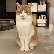 猫の里親募集情報｜OMUSUBI by ペトコト｜保護犬・保護猫
