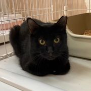猫の里親募集情報｜OMUSUBI by ペトコト｜保護犬・保護猫