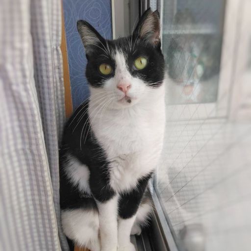 美人なハチワレ⭐︎ | 雑種（ミックス猫） | たんたん保護猫